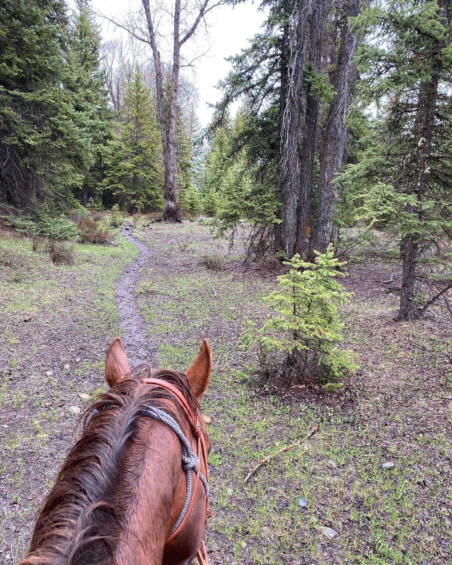 What I count as my first #mongolderby training ride in the books . Solo ride, unknown horse, unknown trails, crappy weather, slick footing. I&rsquo;ve been waiting all winter for this and my soul feels happy again. #mongolderby2021 #equineathlete #en