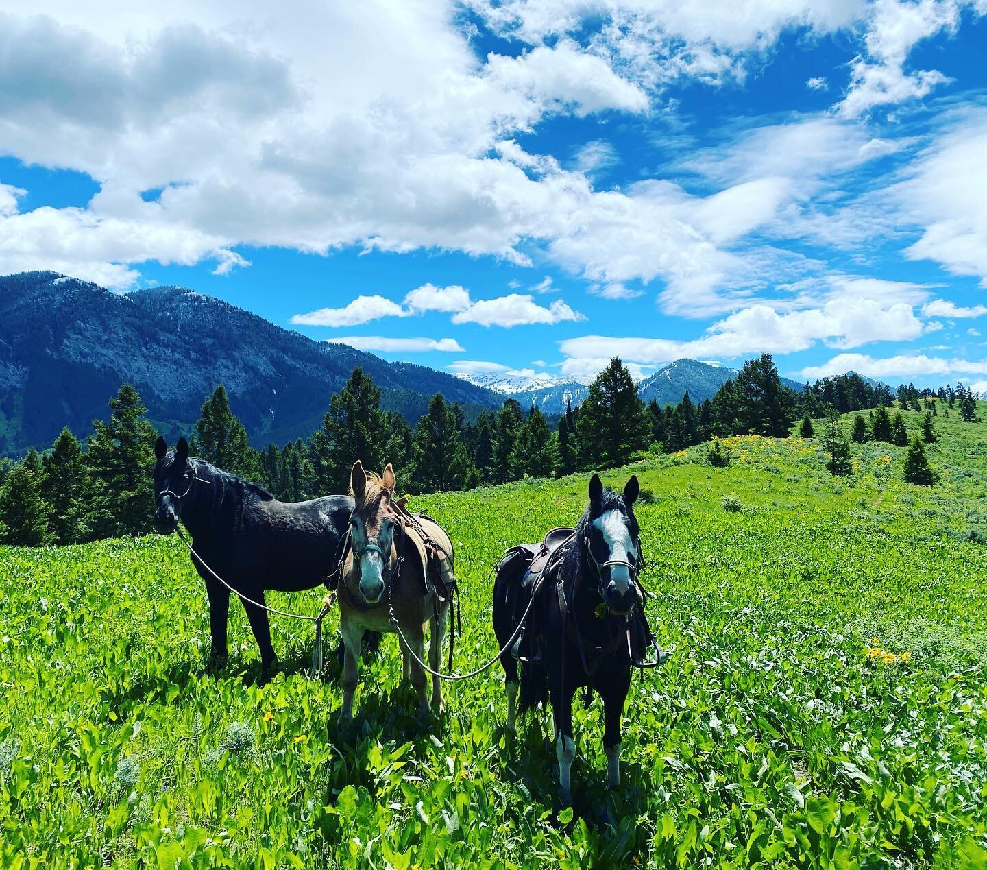 Shoes are on and we&rsquo;re ready to roll! First day out all together. #mongolderby2021 #mongolderby #equineathlete #wyoming #lettheoutsidein #horses #trailriding