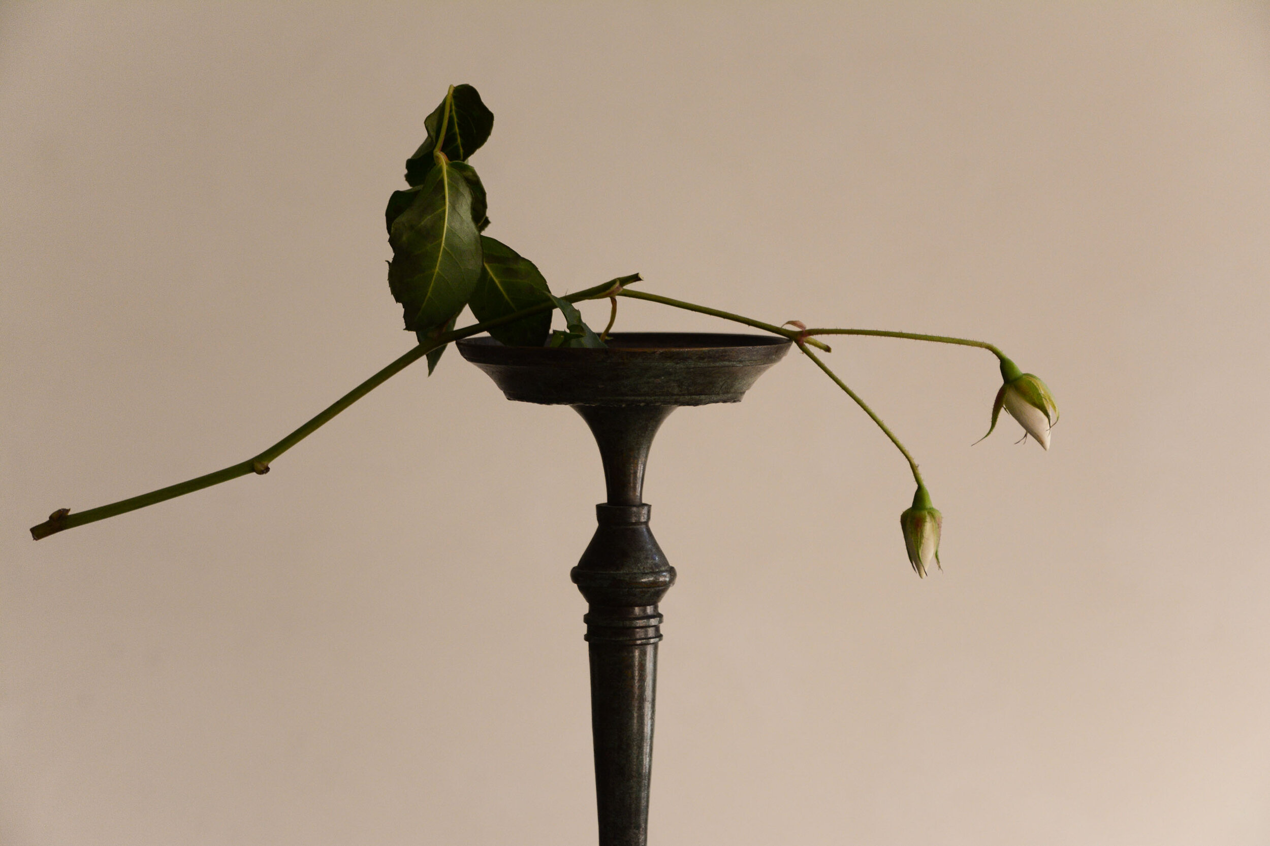 Buds & CS_1_7438-2.jpg