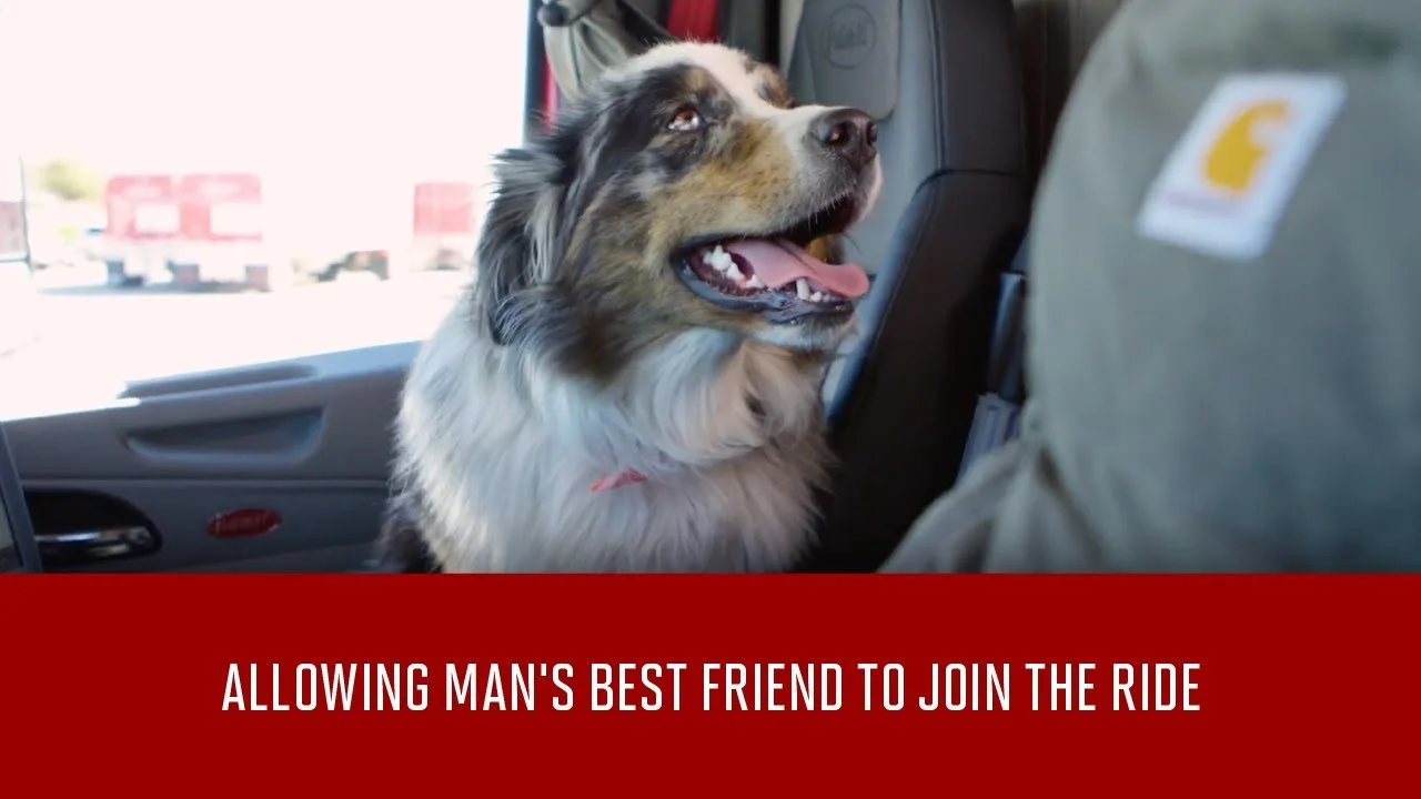 Bring Your Dog Along for the Ride