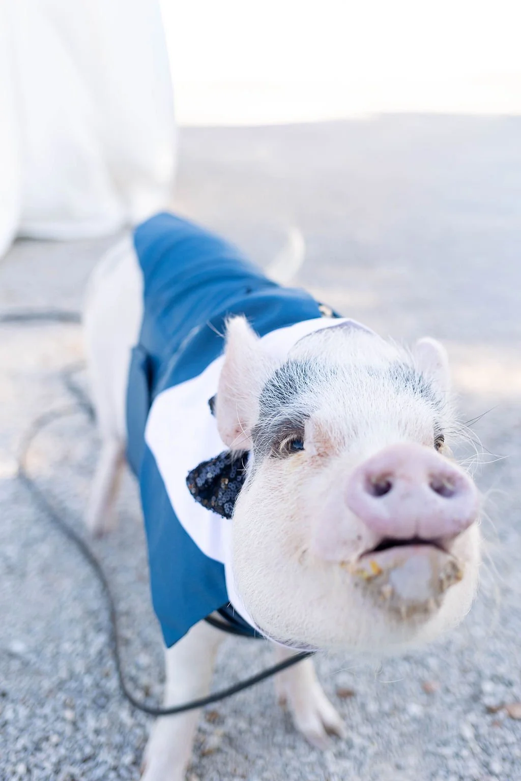 pig-at-a-wedding-pet-pig-sparrow-creek-ranch (2).jpg