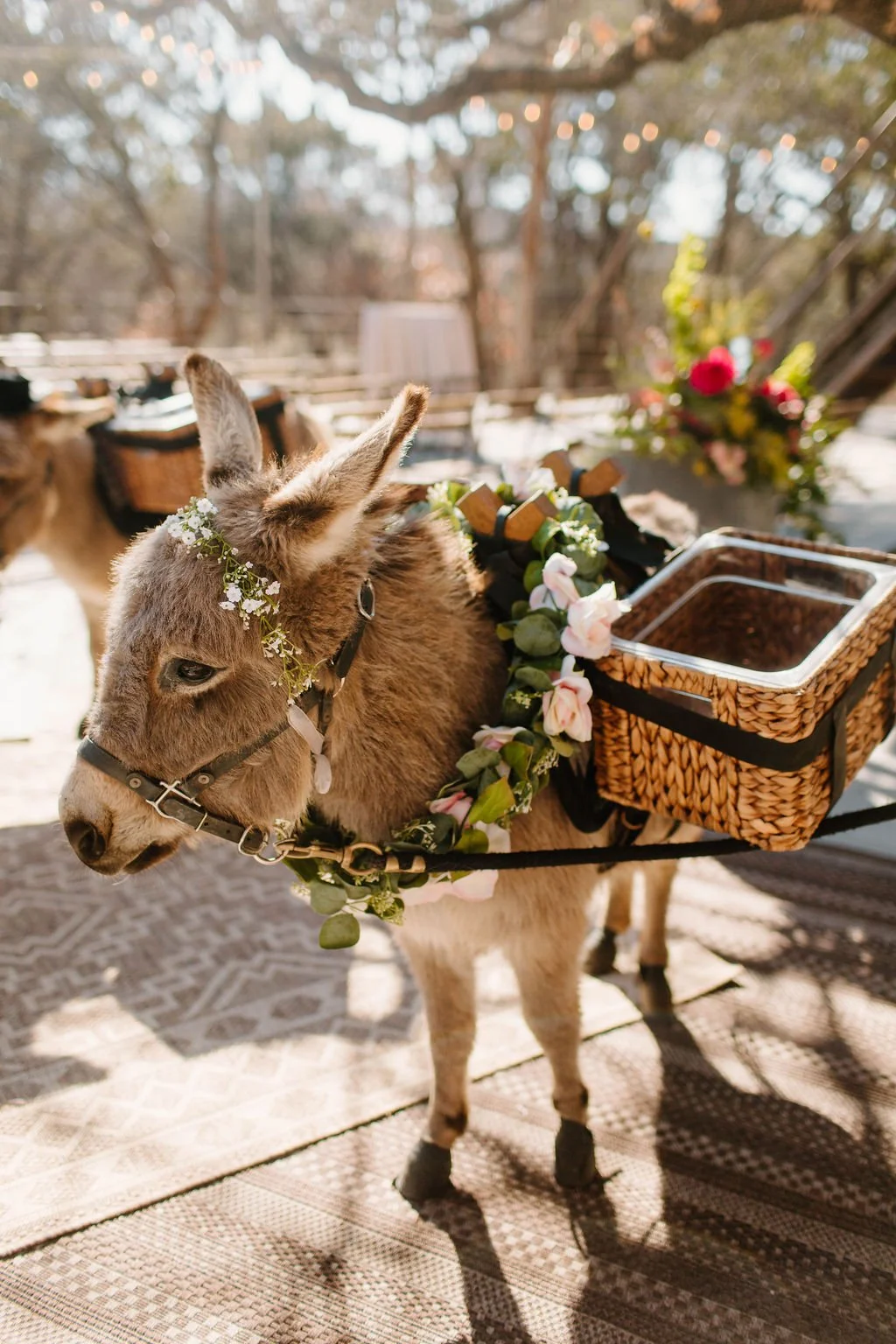 Two mini donkeys for weddings in Texas dressed for a wedding day.