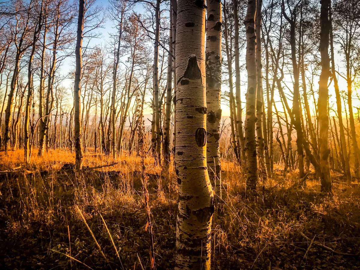 2026 Colorado Elk Hunting Applications 