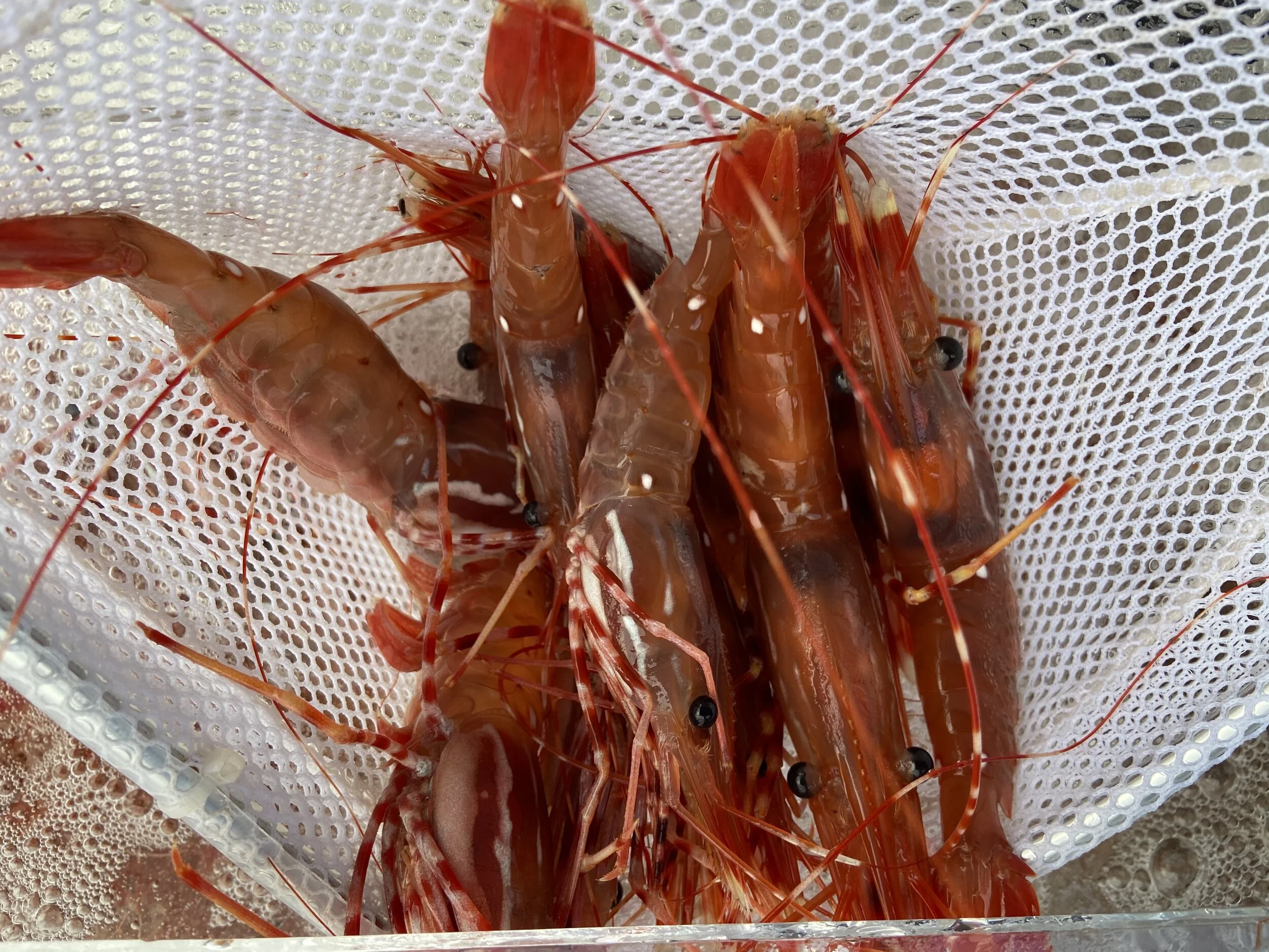 Shop — Tuna Harbor Dockside Market