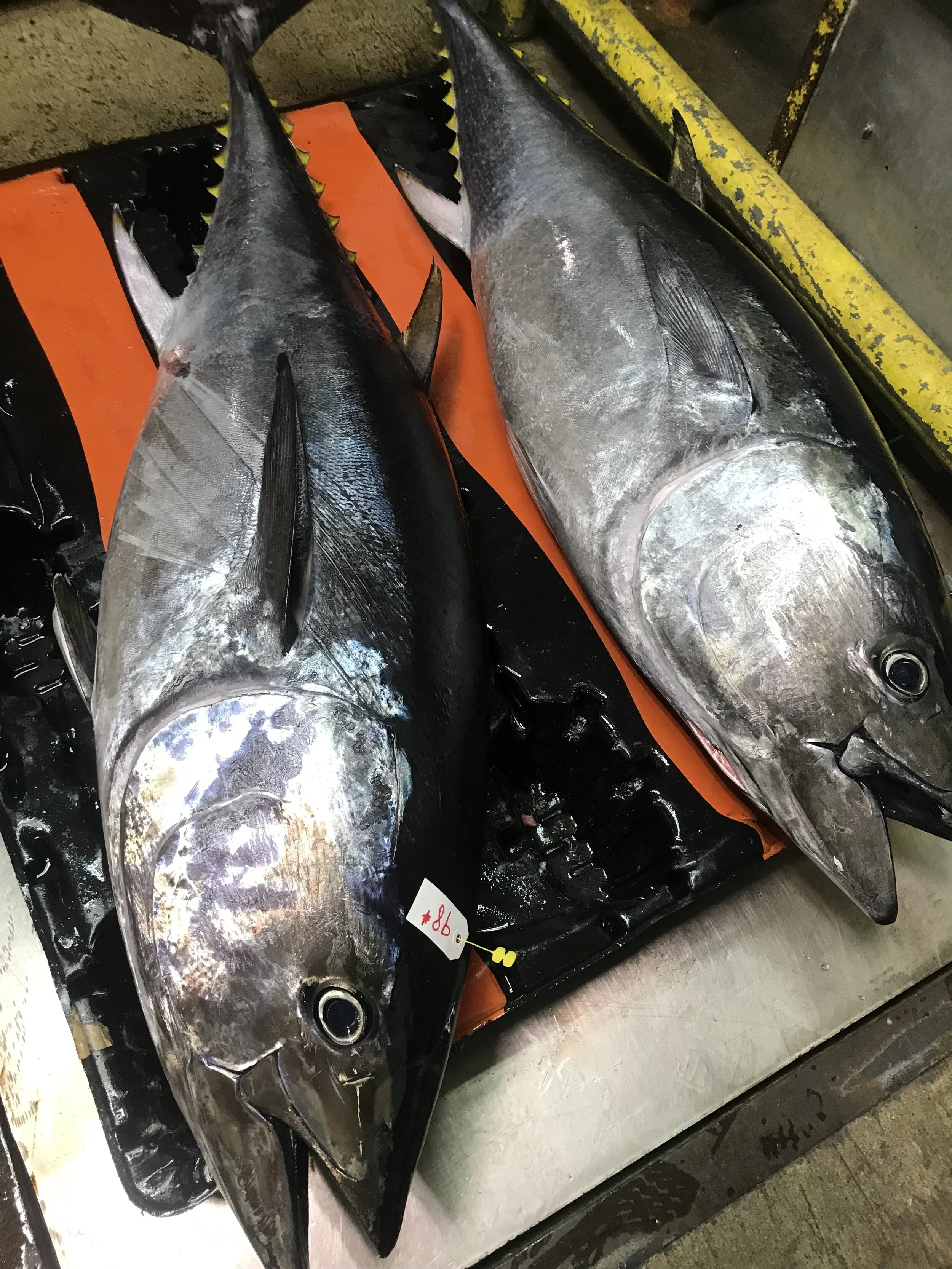 Shop — Tuna Harbor Dockside Market