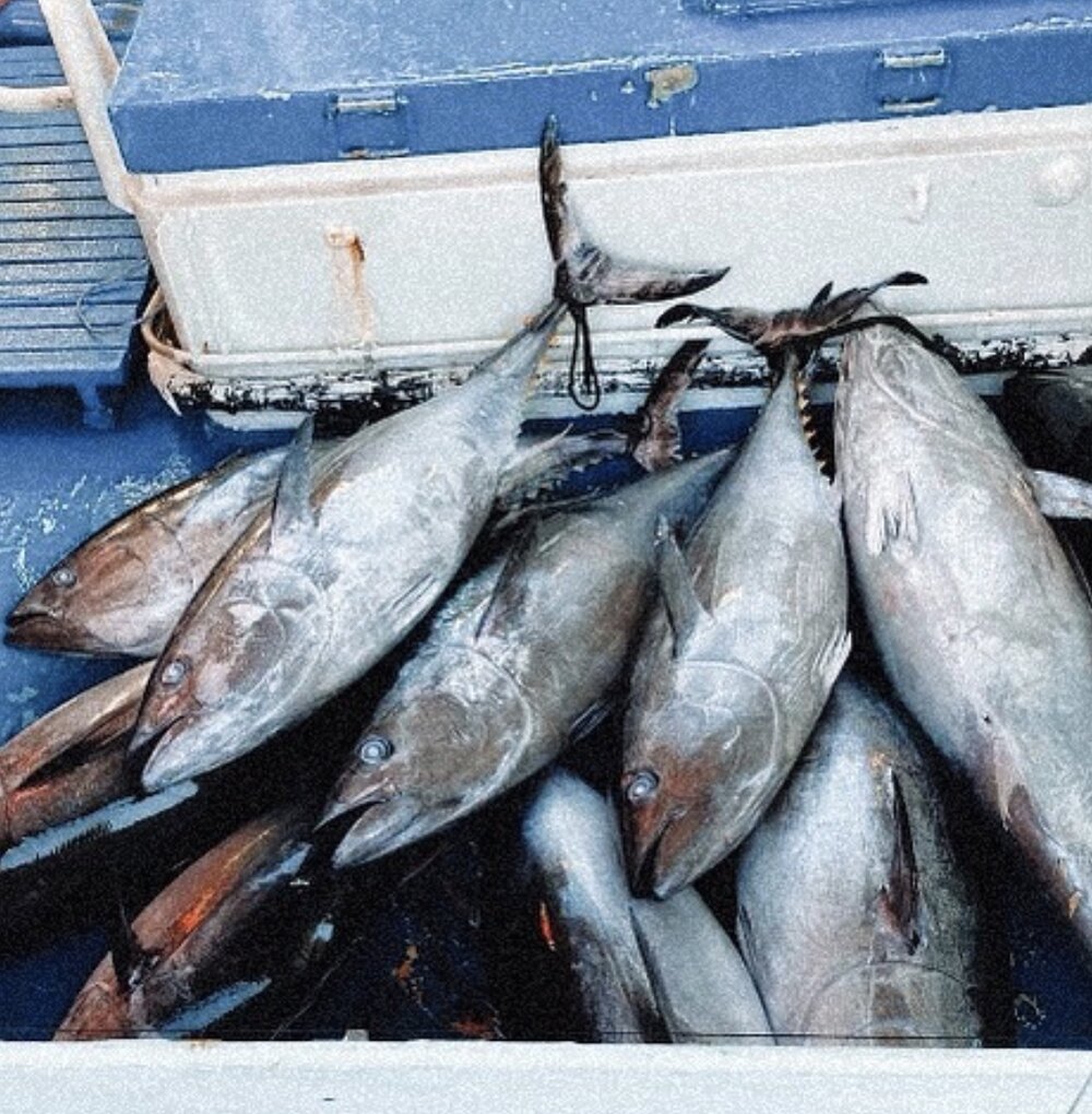 Shop Tuna Harbor Dockside Market
