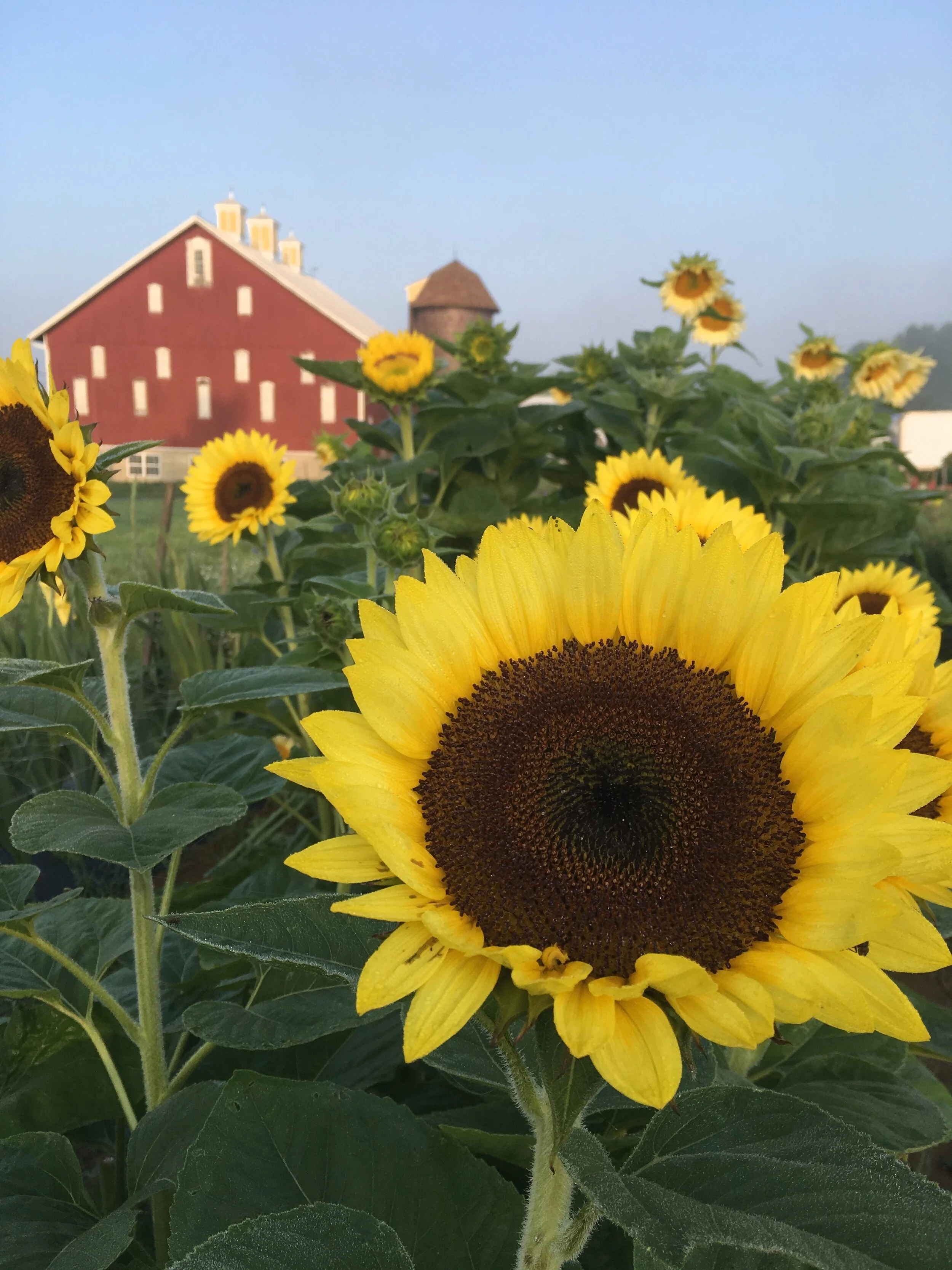 BASEHORE FARM MARKET
