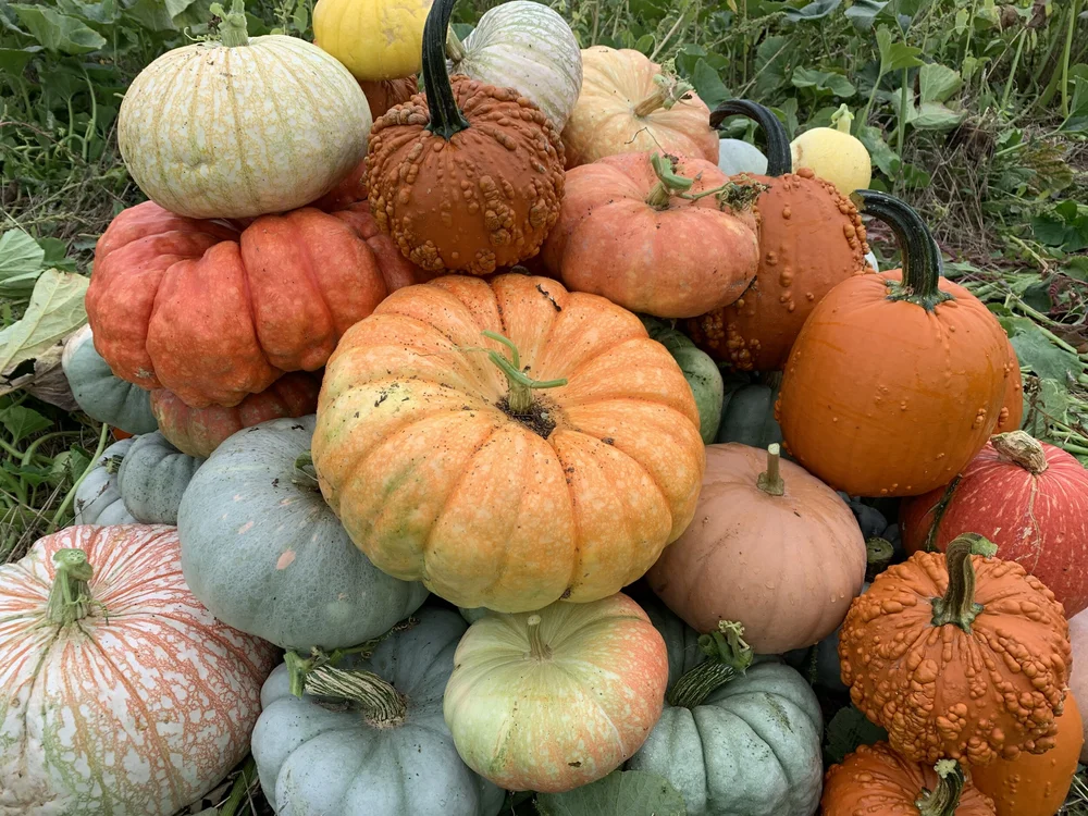 BASEHORE FARM MARKET