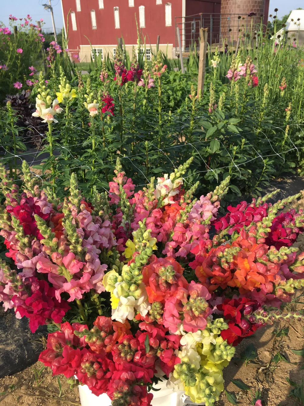 Contact — BASEHORE FARM MARKET