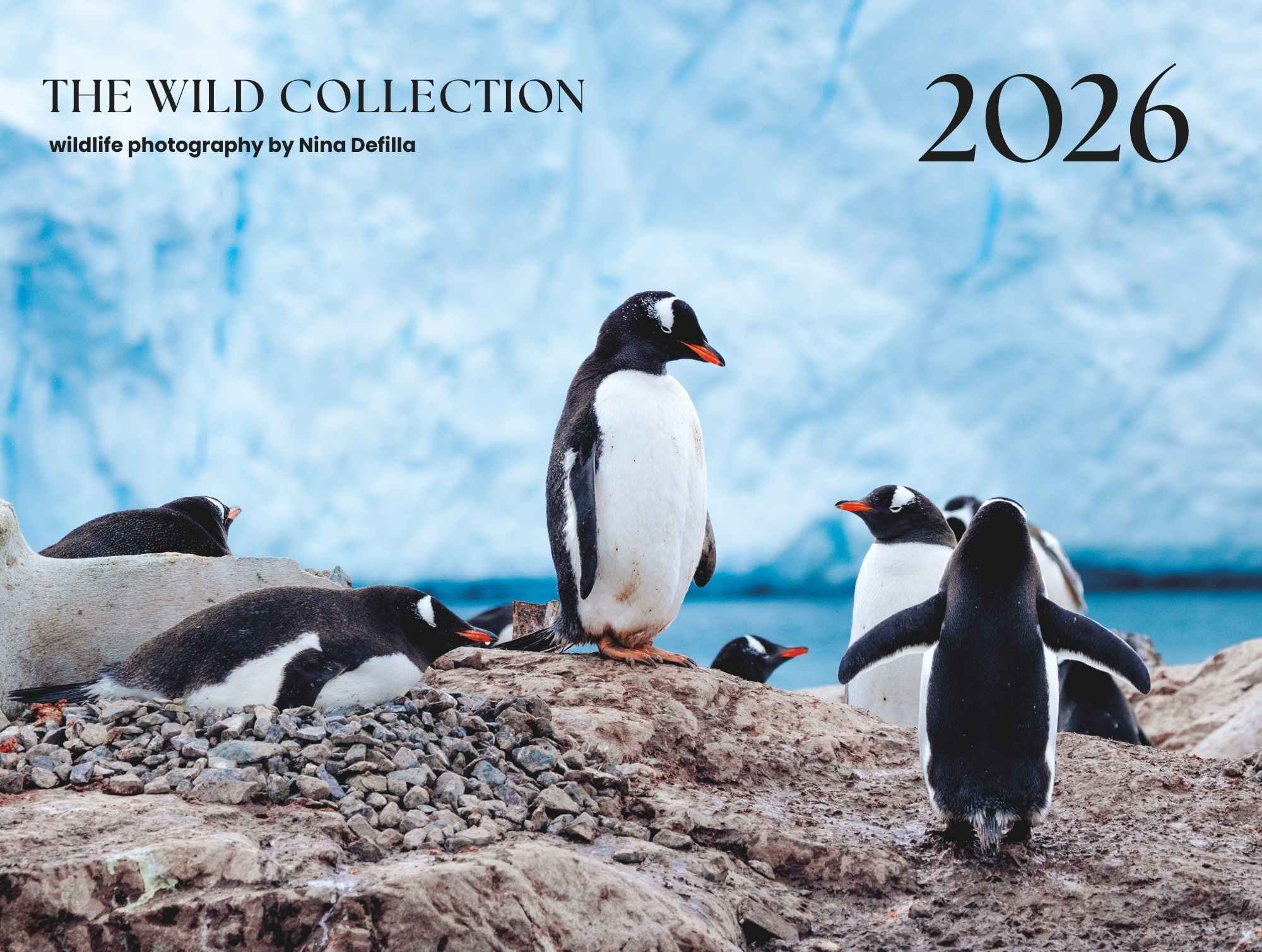 The Africa Edition_ Front Cover.jpg