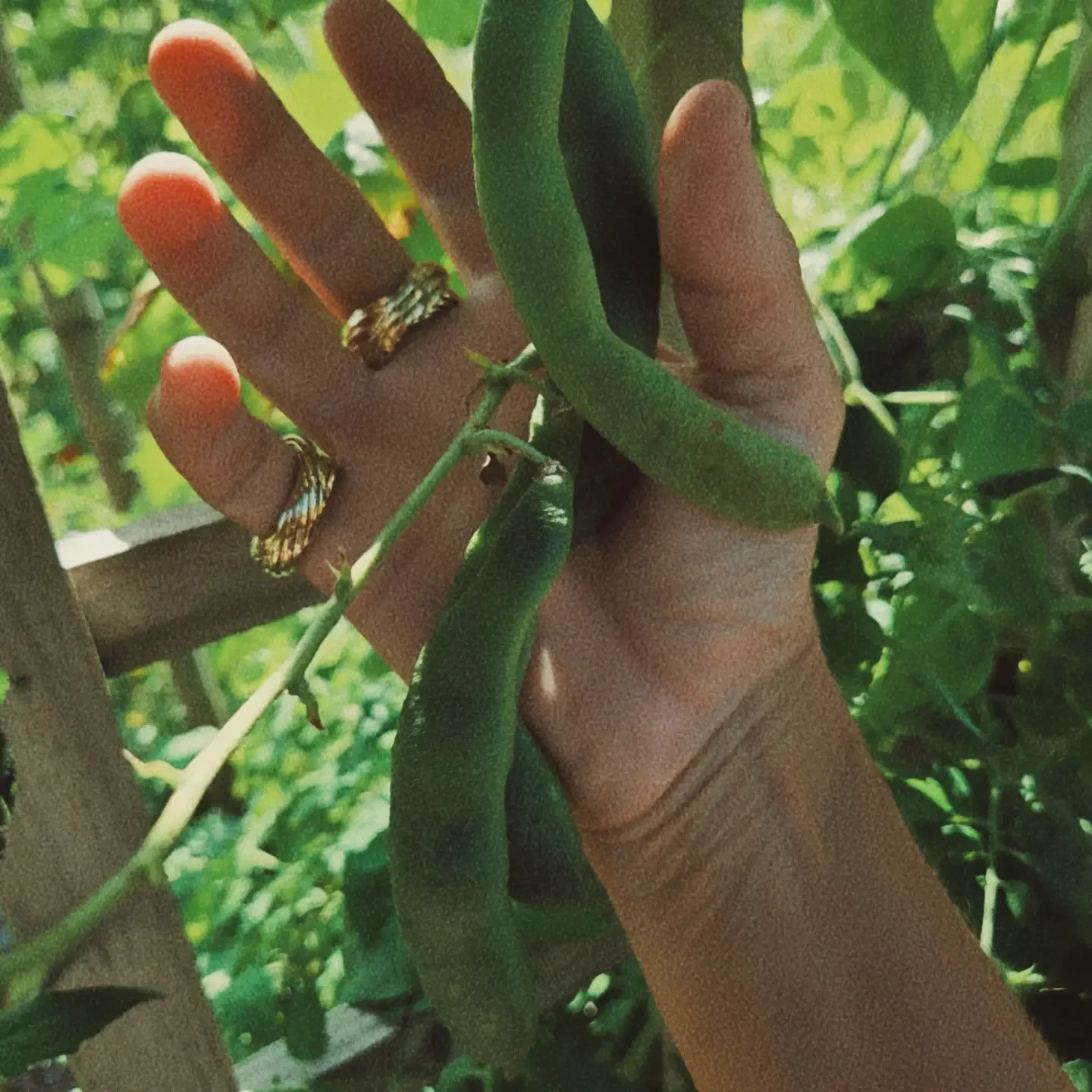 Intertwined brass ring worn on a hand among green leaves.