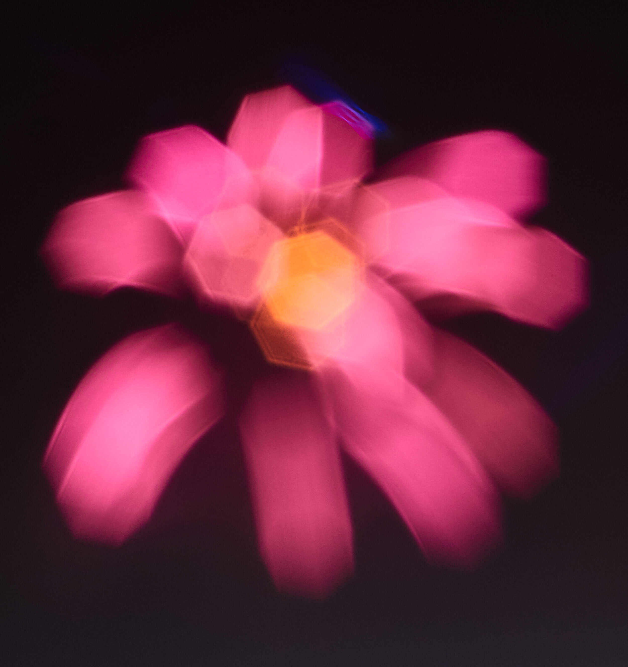 20190704-July-4th-Sky-Flower-WE.jpg