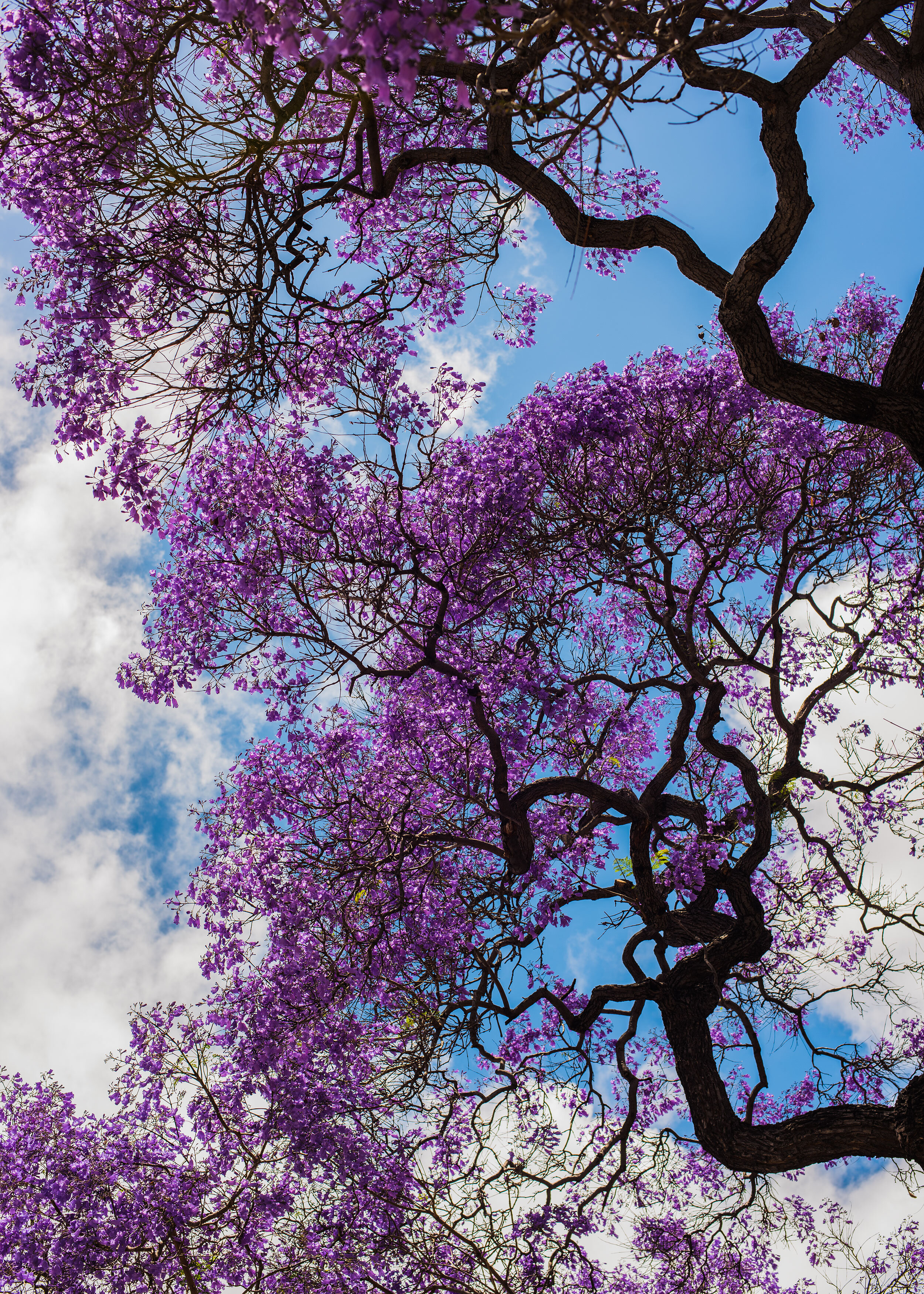 20190516 Purple Tree WE.jpg