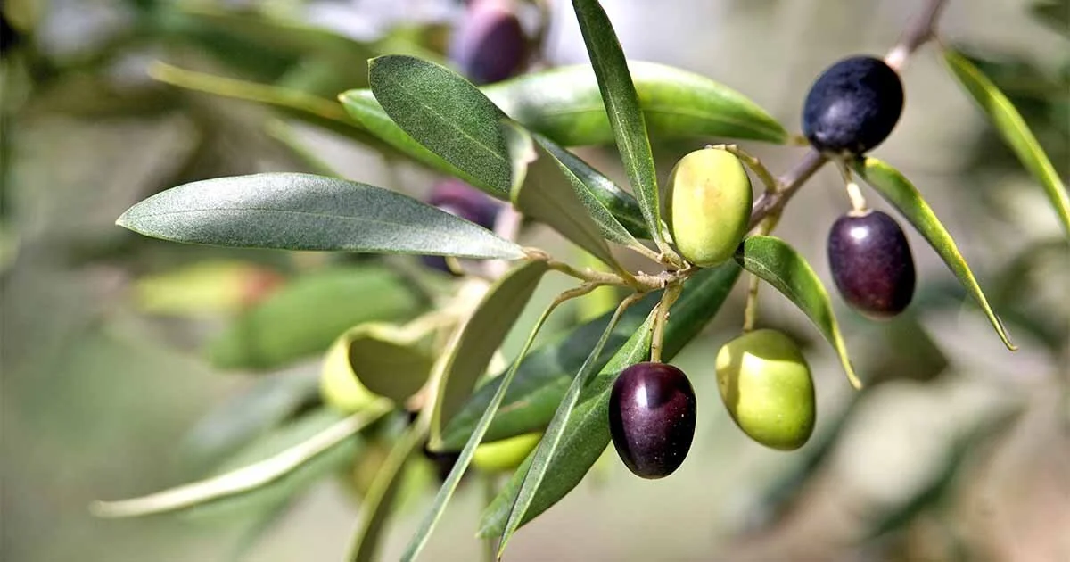 olives.jpg