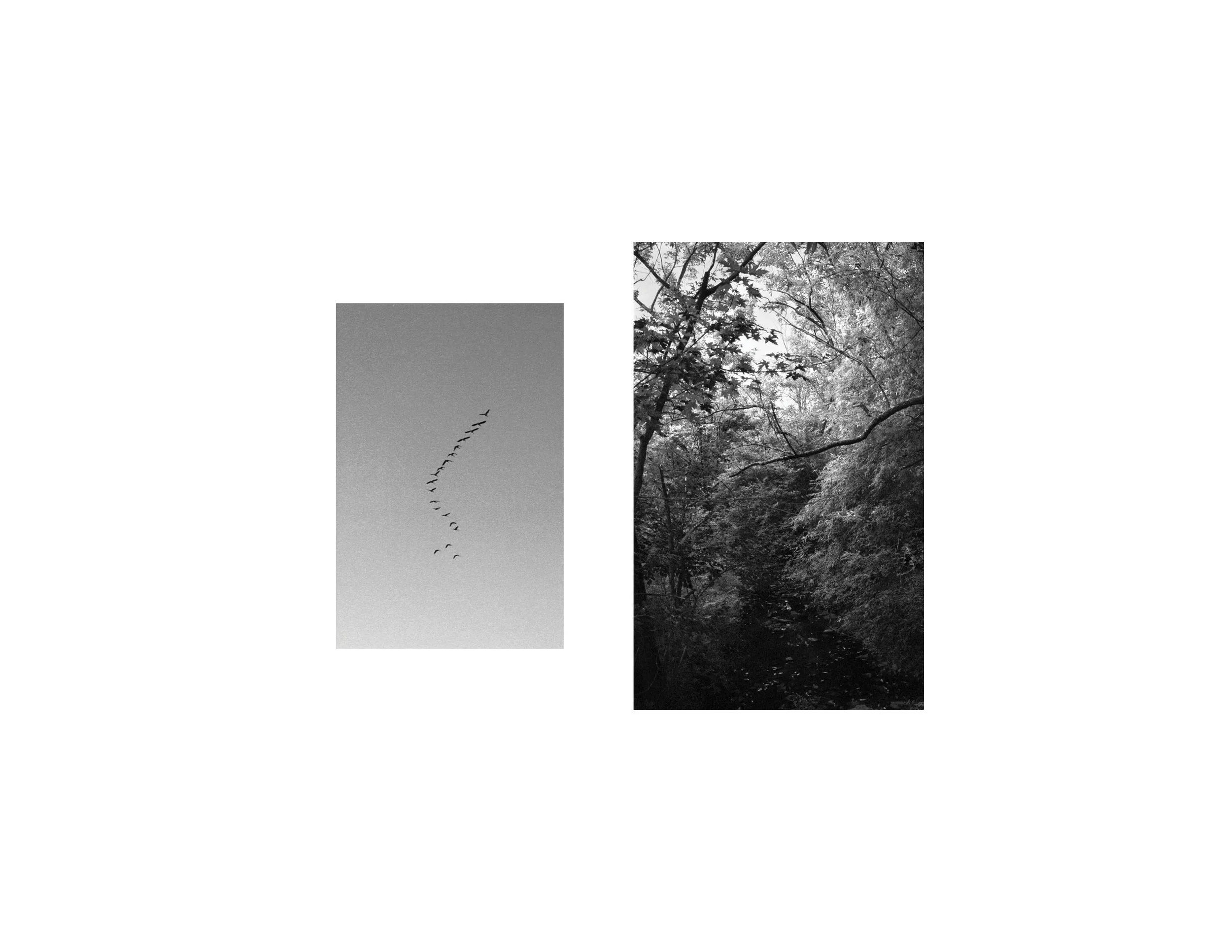 songbirds_web.jpg
