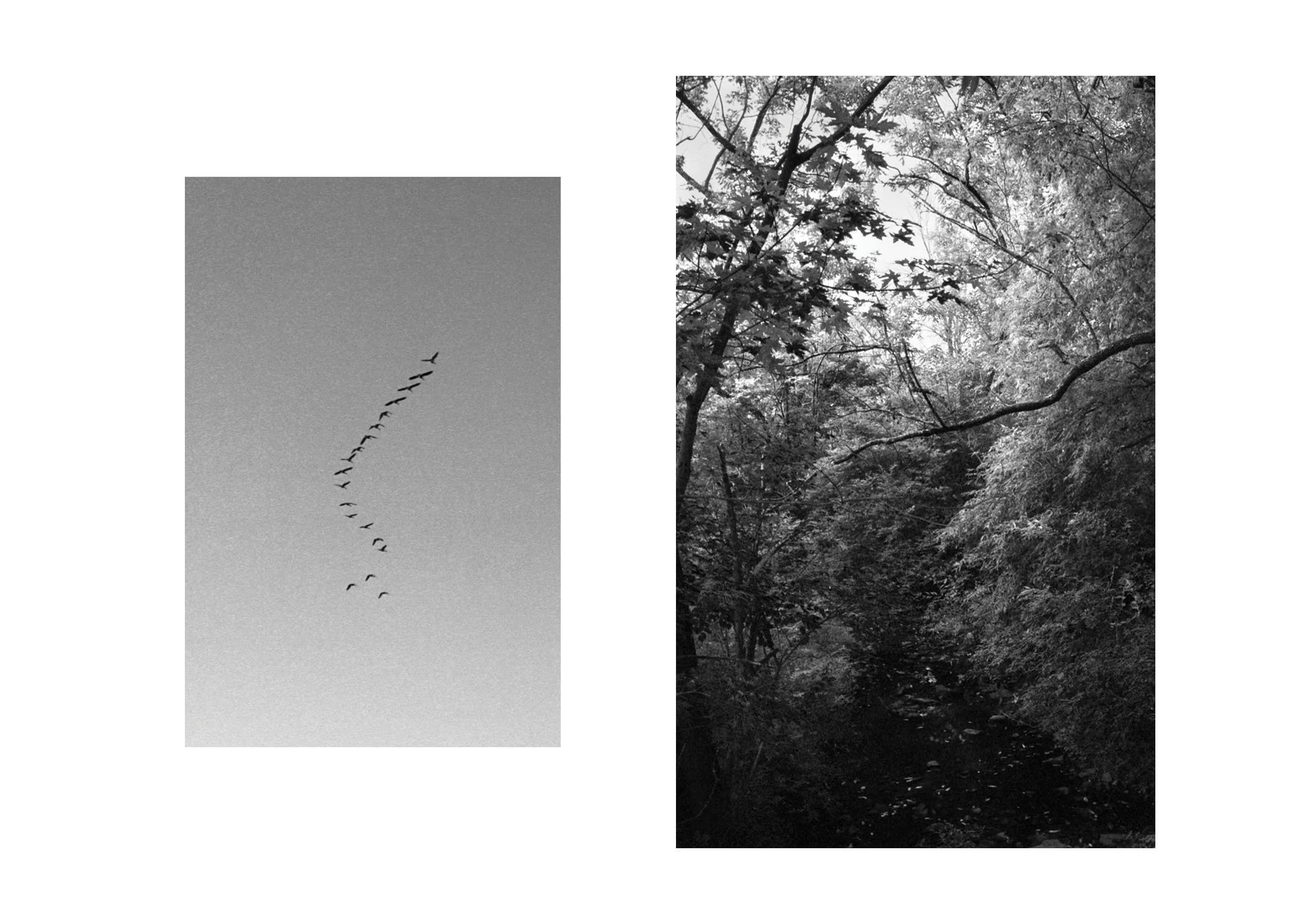 songbirds_.jpg