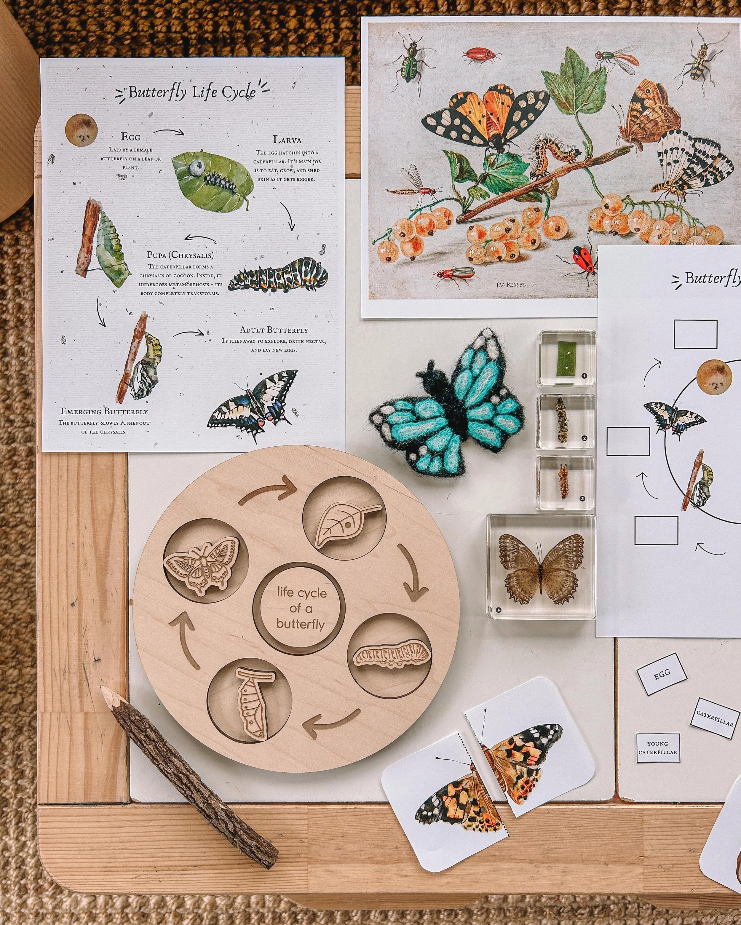butterfly life cycle 🐛🦋 my little dude wanted to test his butterfly knowledge, so i though it would be fun to try a little unit study at home. he took this very seriously and wanted to show me just how much he knew! this was the perfect activity fo