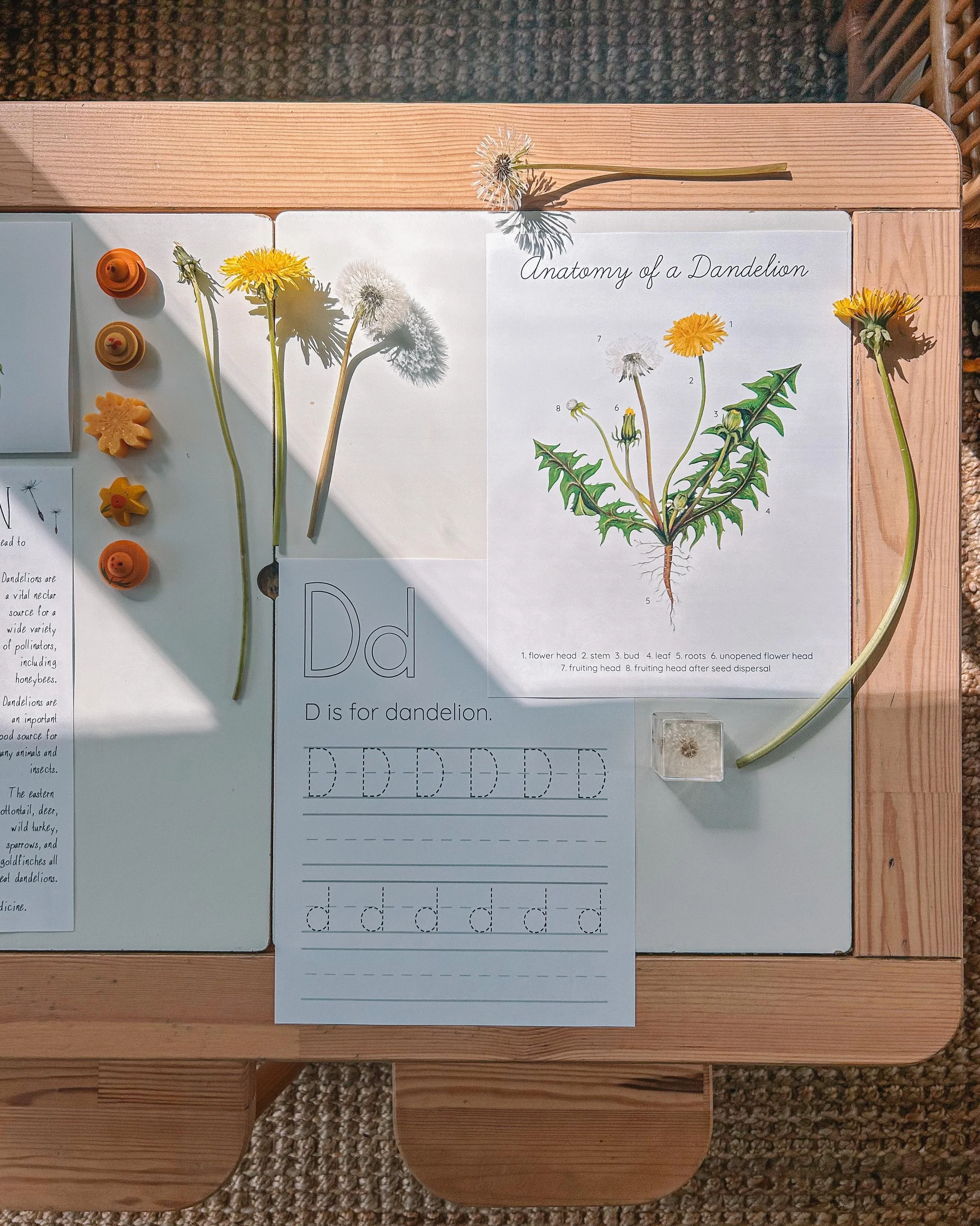 a mini dandelion study because my kiddos adore them 🌼 and i joined in on the fun too! 

#dandelion #wildflower #homeschoolideas #homeschoolforlittles