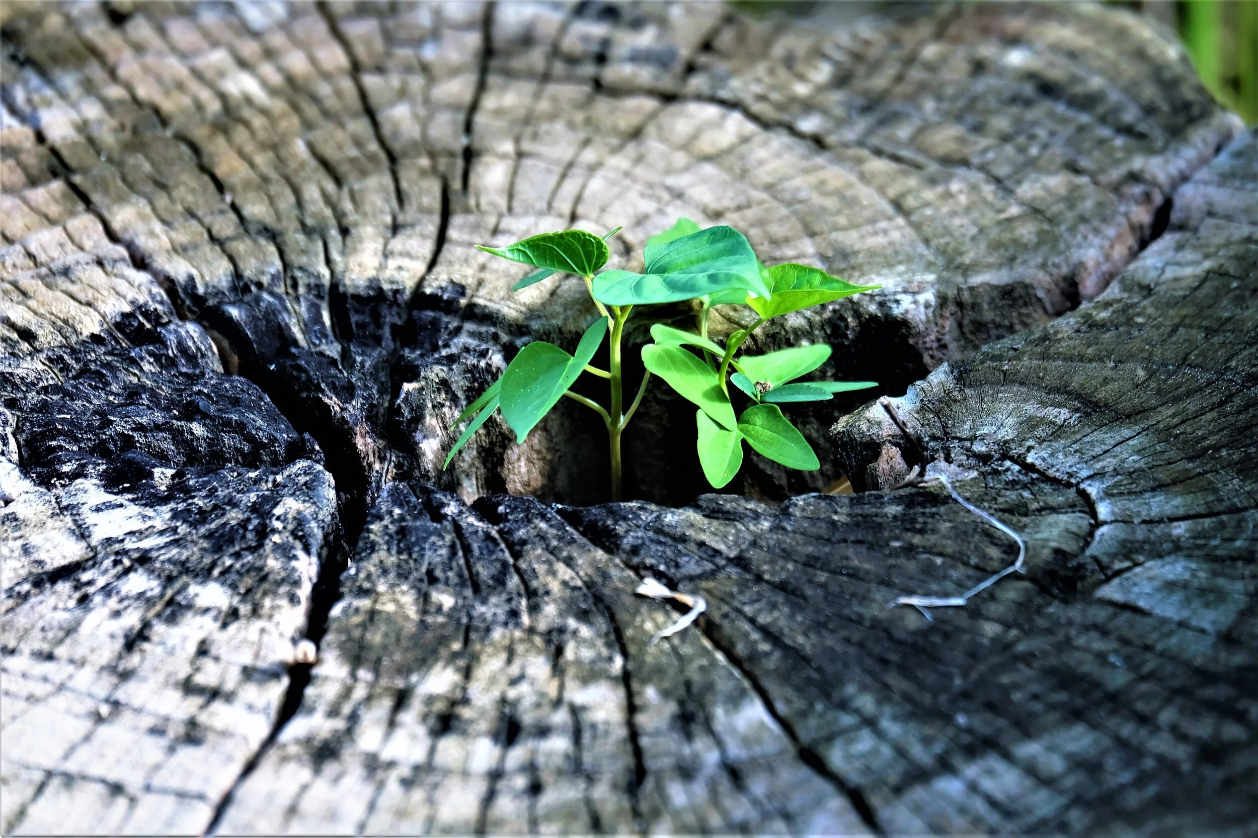 Tree SproutStump.jpg