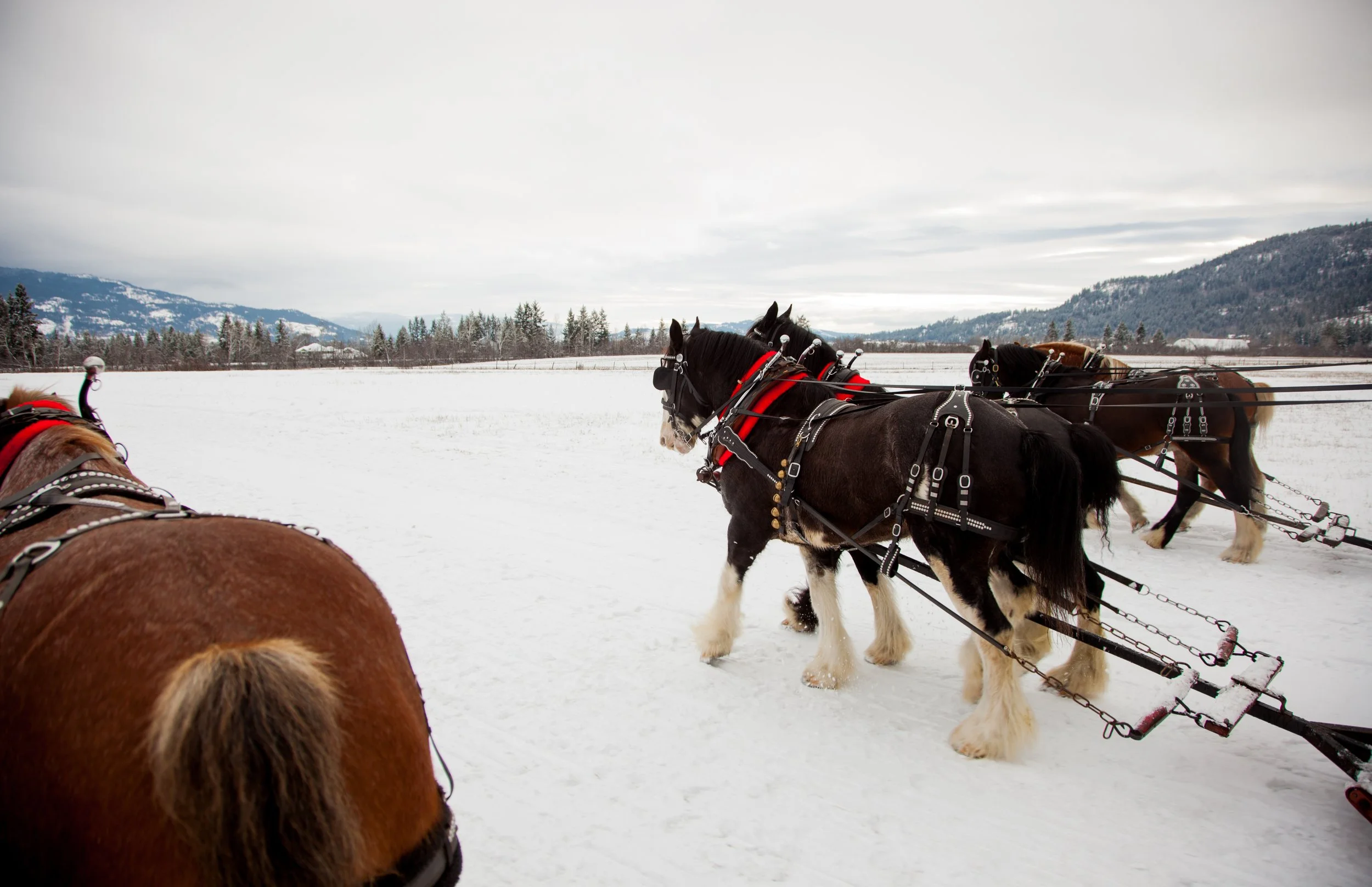 Horse Drawn Okanagan Sleigh Rides 2019-7098.jpg