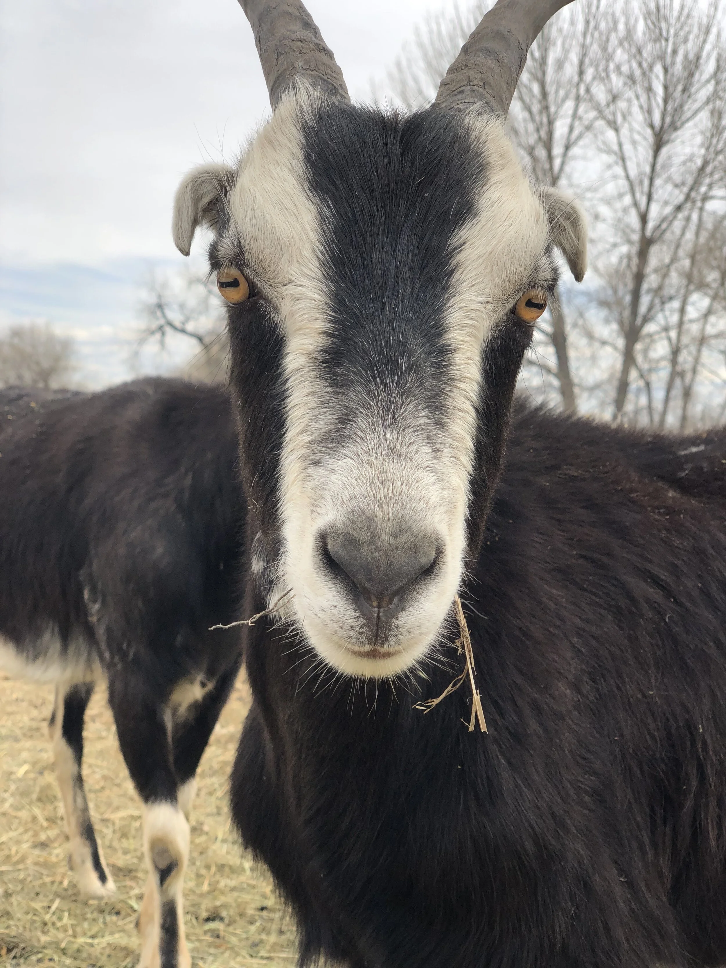 Geos: Colorado's First Net-Zero Neighborhood