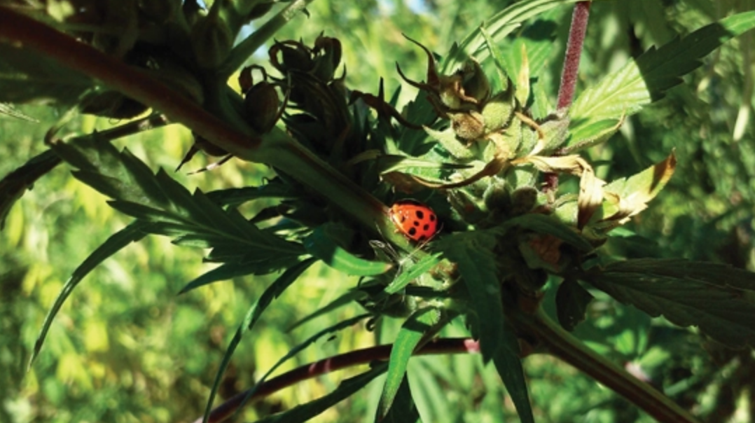Industrial Hemp May Finally Have its Moment in the Sun