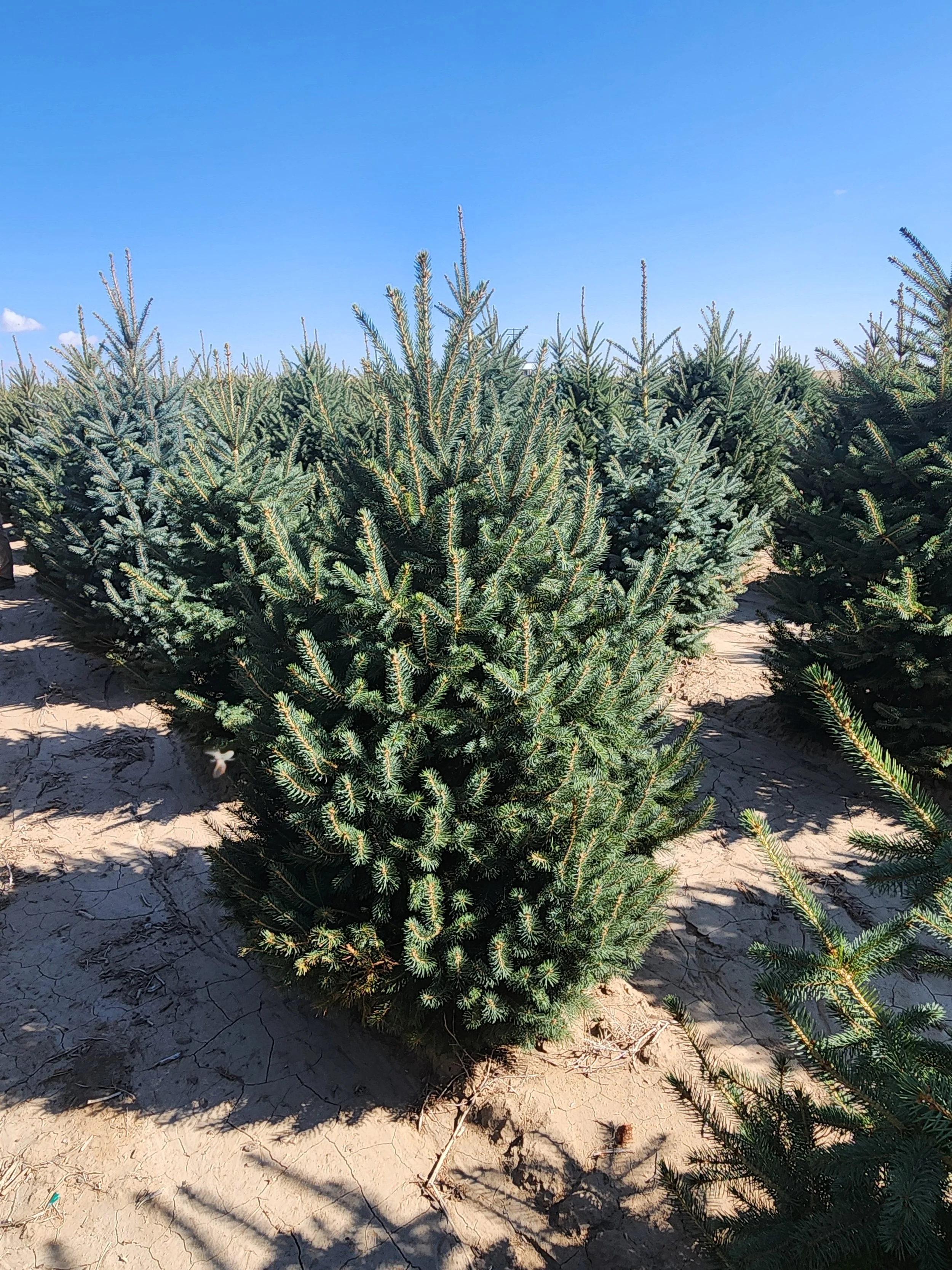 Colorado Spruce (6ft)