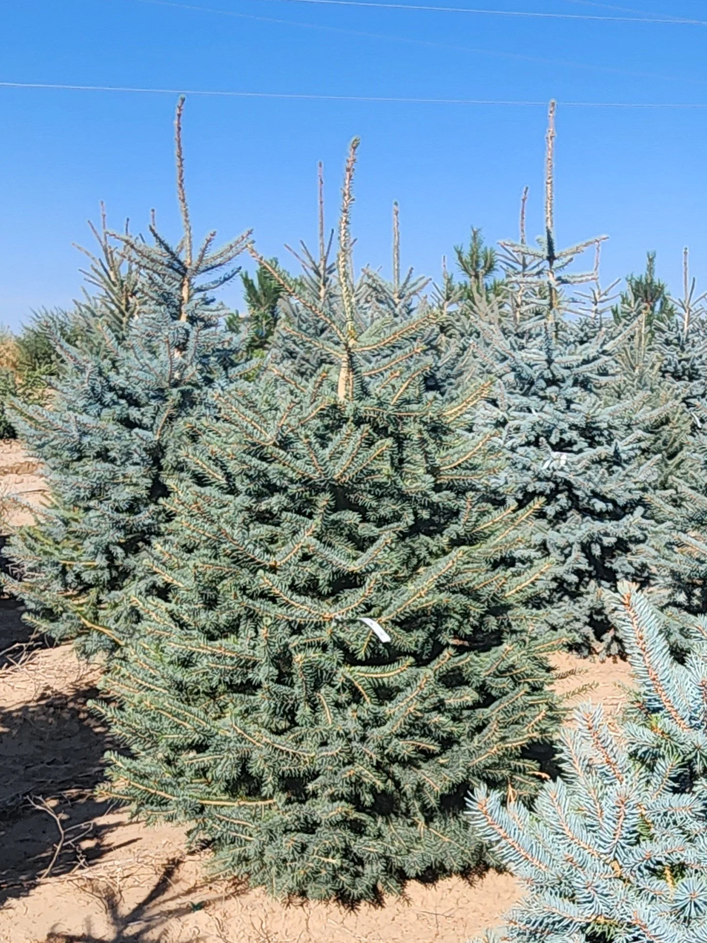 Colorado Spruce (6')