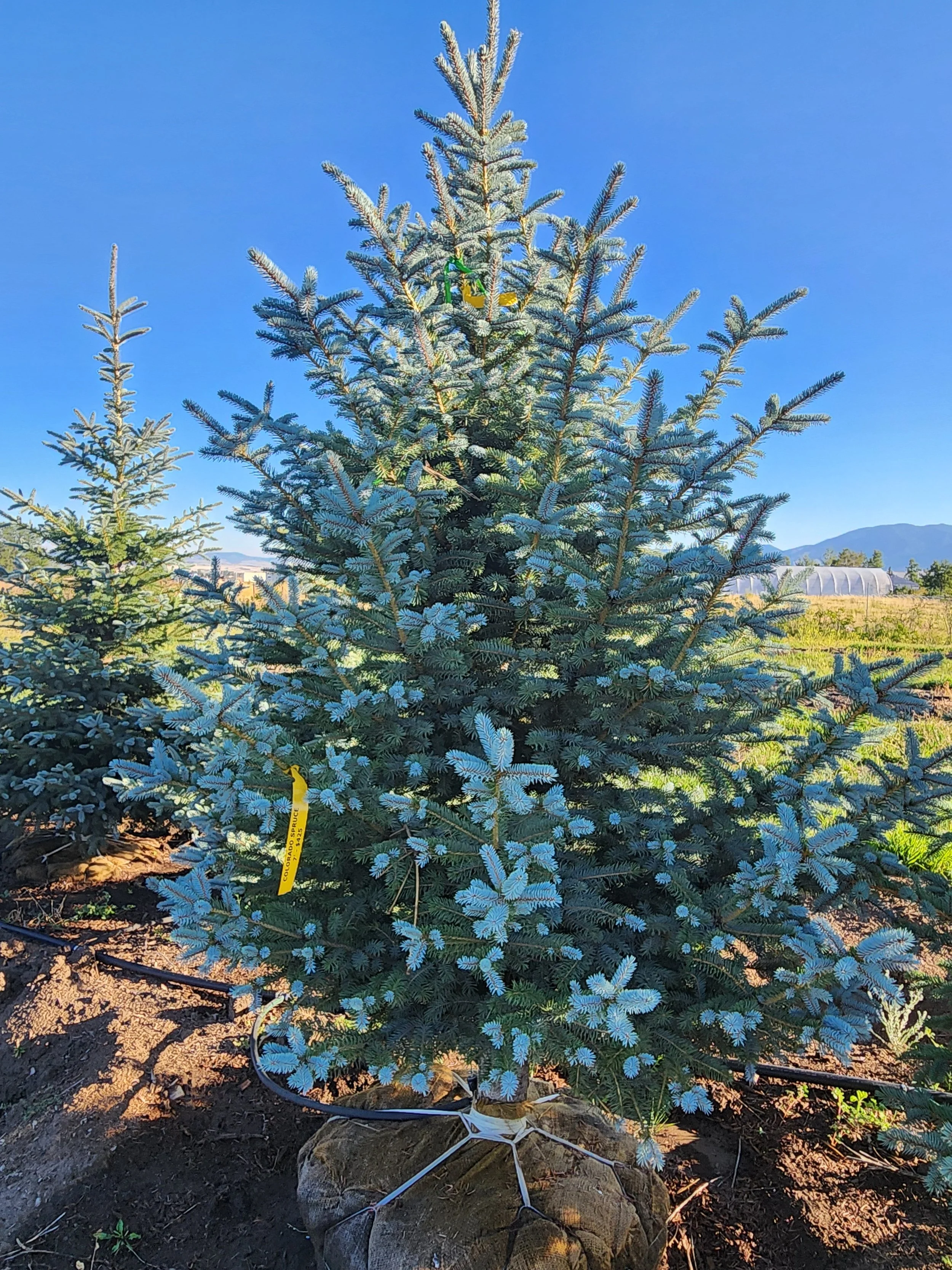 Colorado Spruce (7') (1)