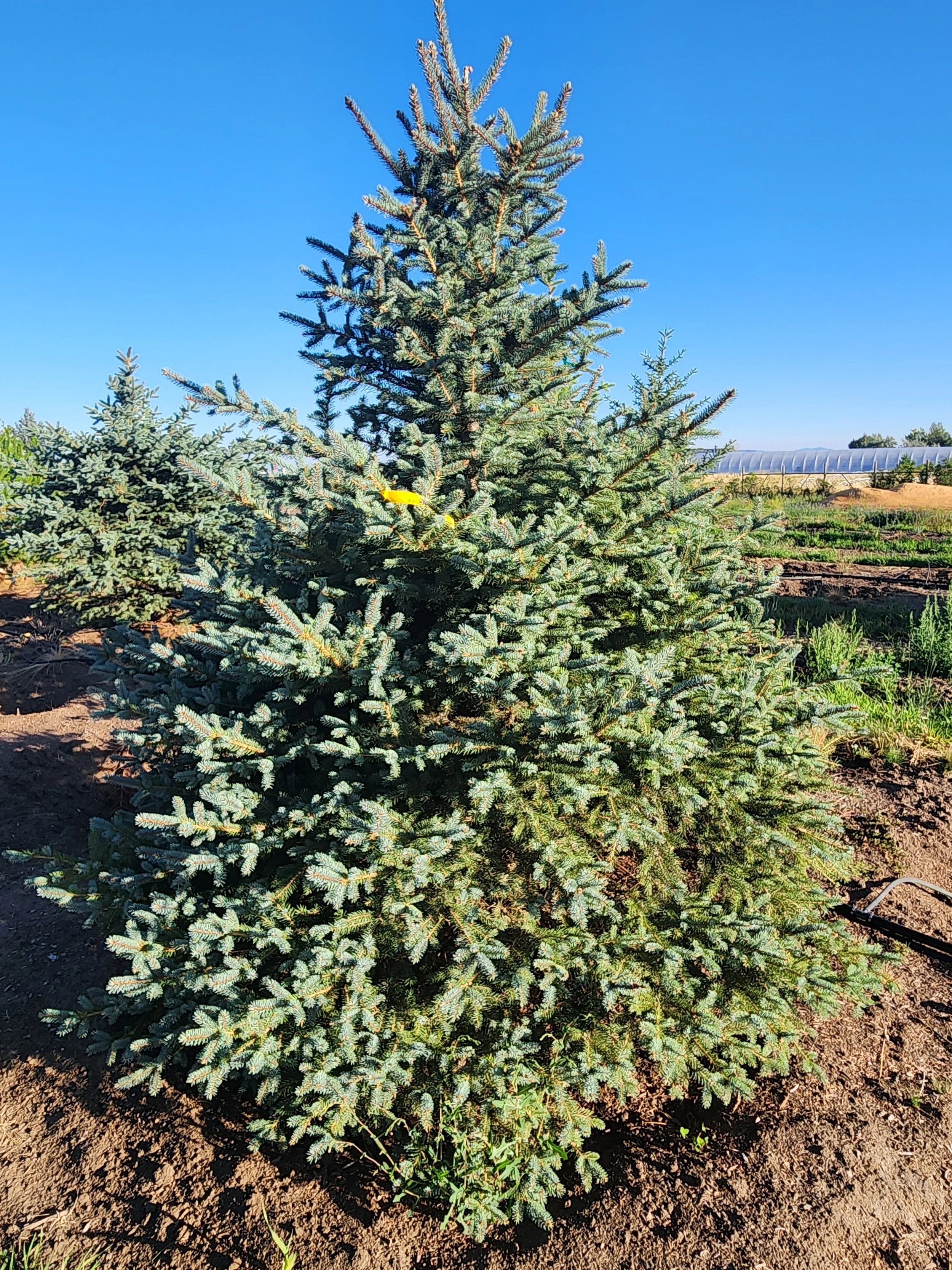 Colorado Spruce (7') (2)