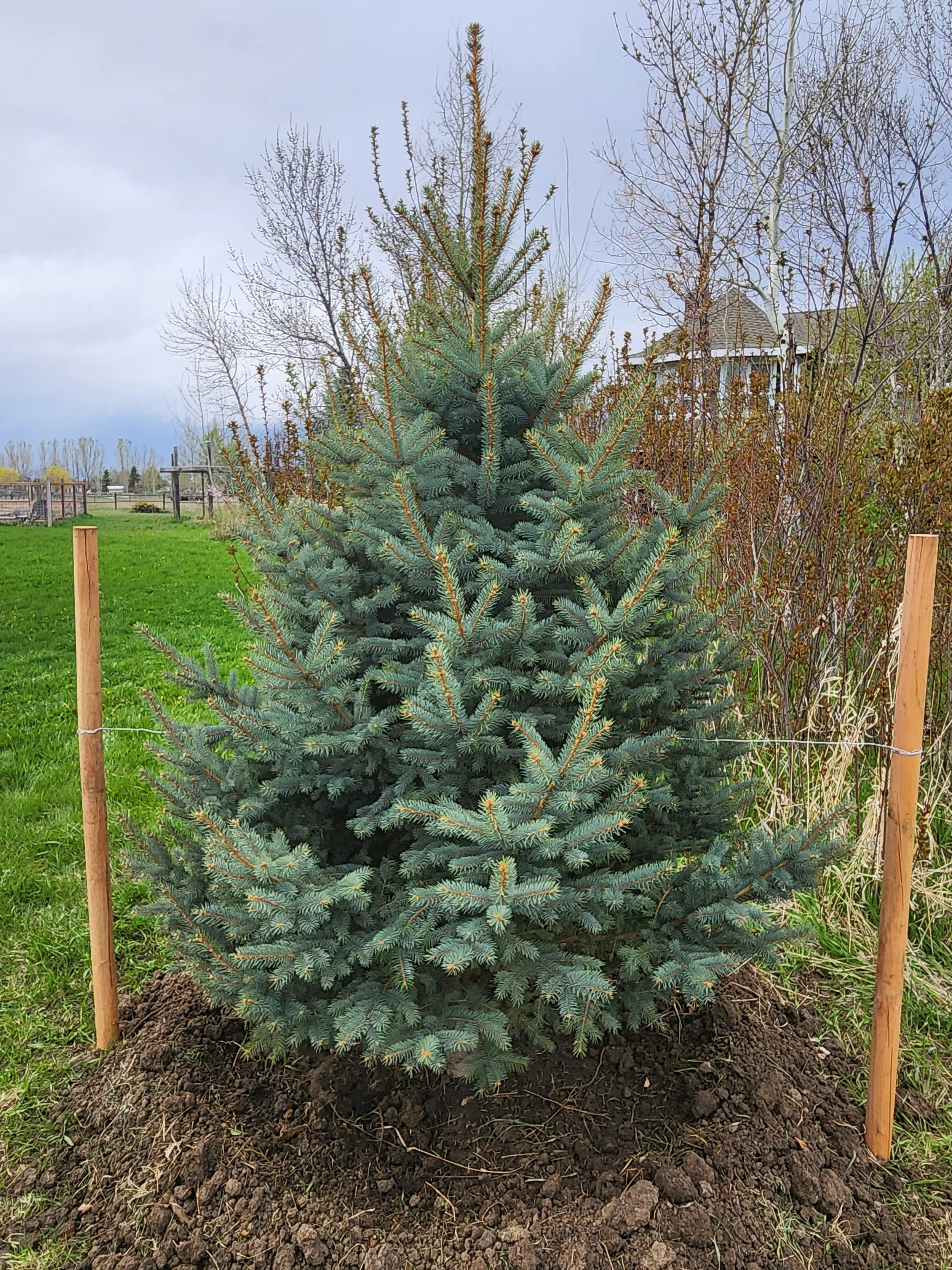 Colorado Spruce (6') before bud break