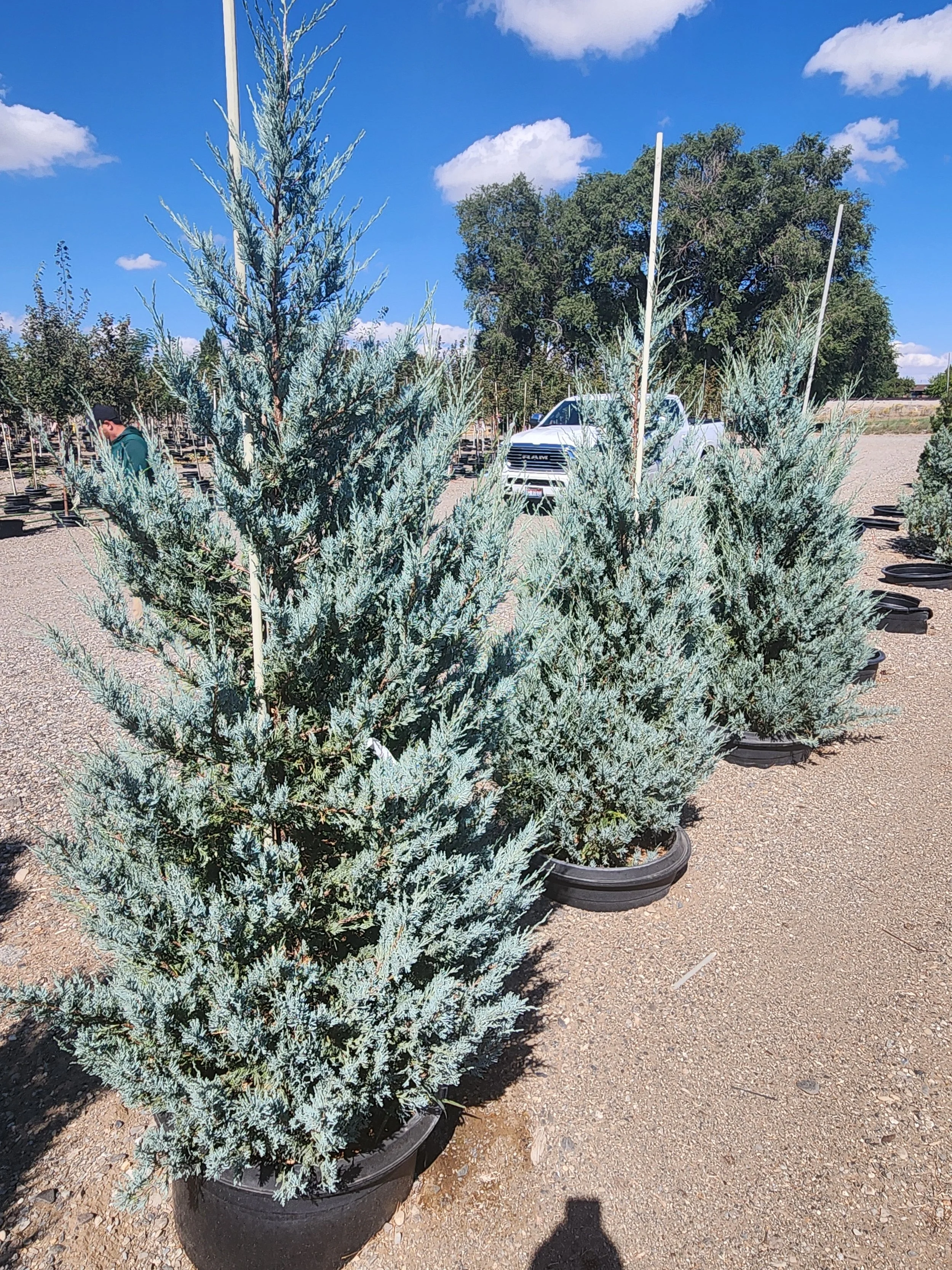 Wichita Blue Juniper (2)