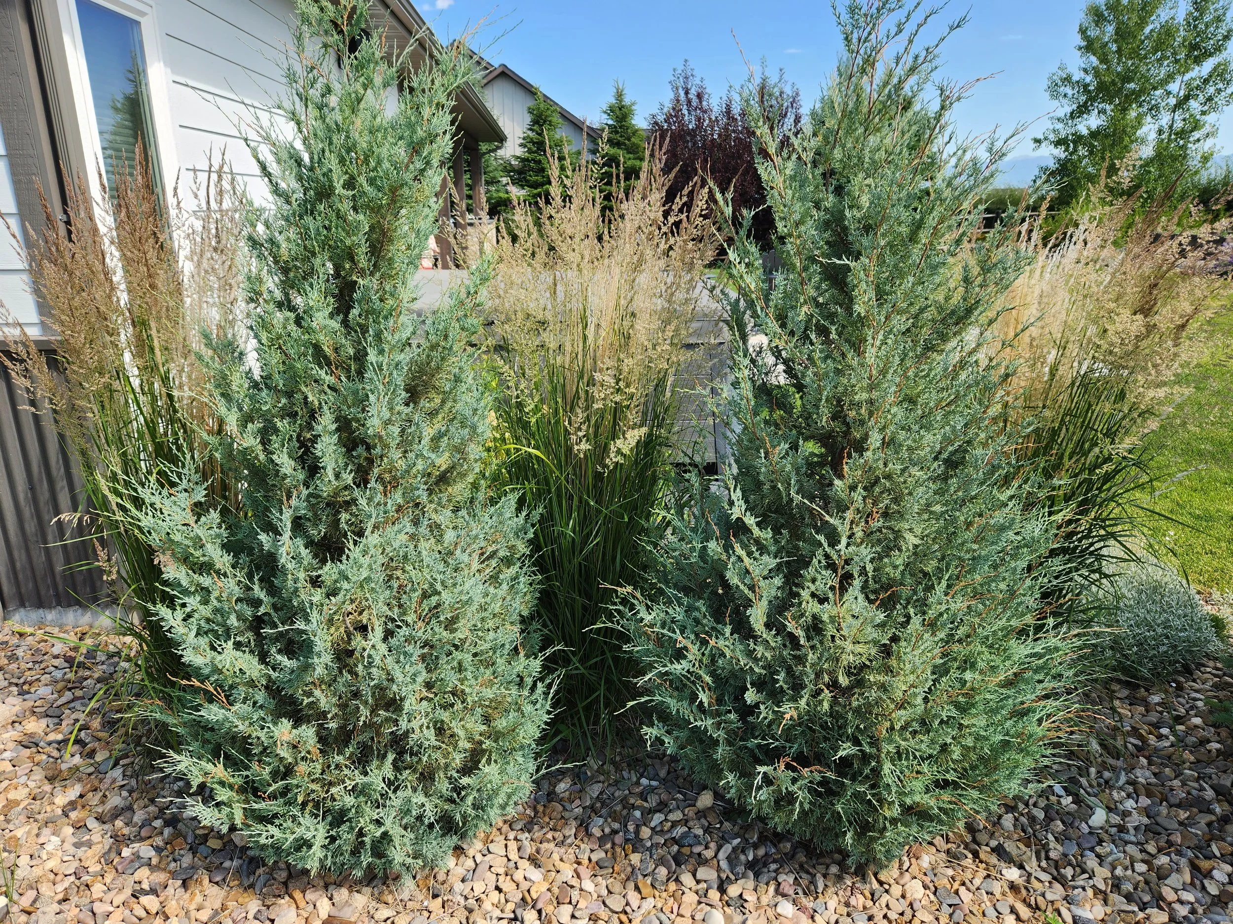 Wichita Blue Juniper (1)