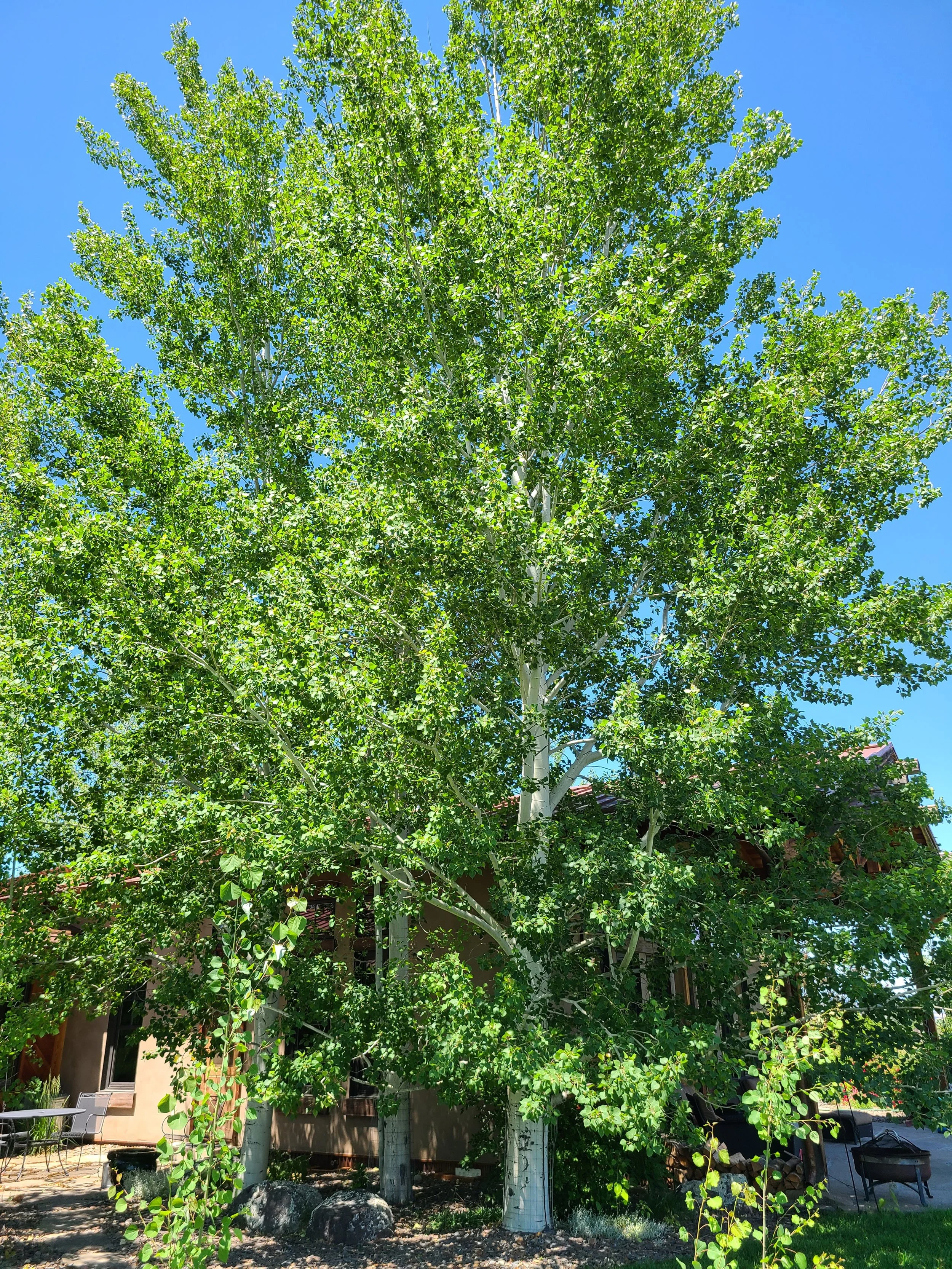 Quaking Aspen - mature