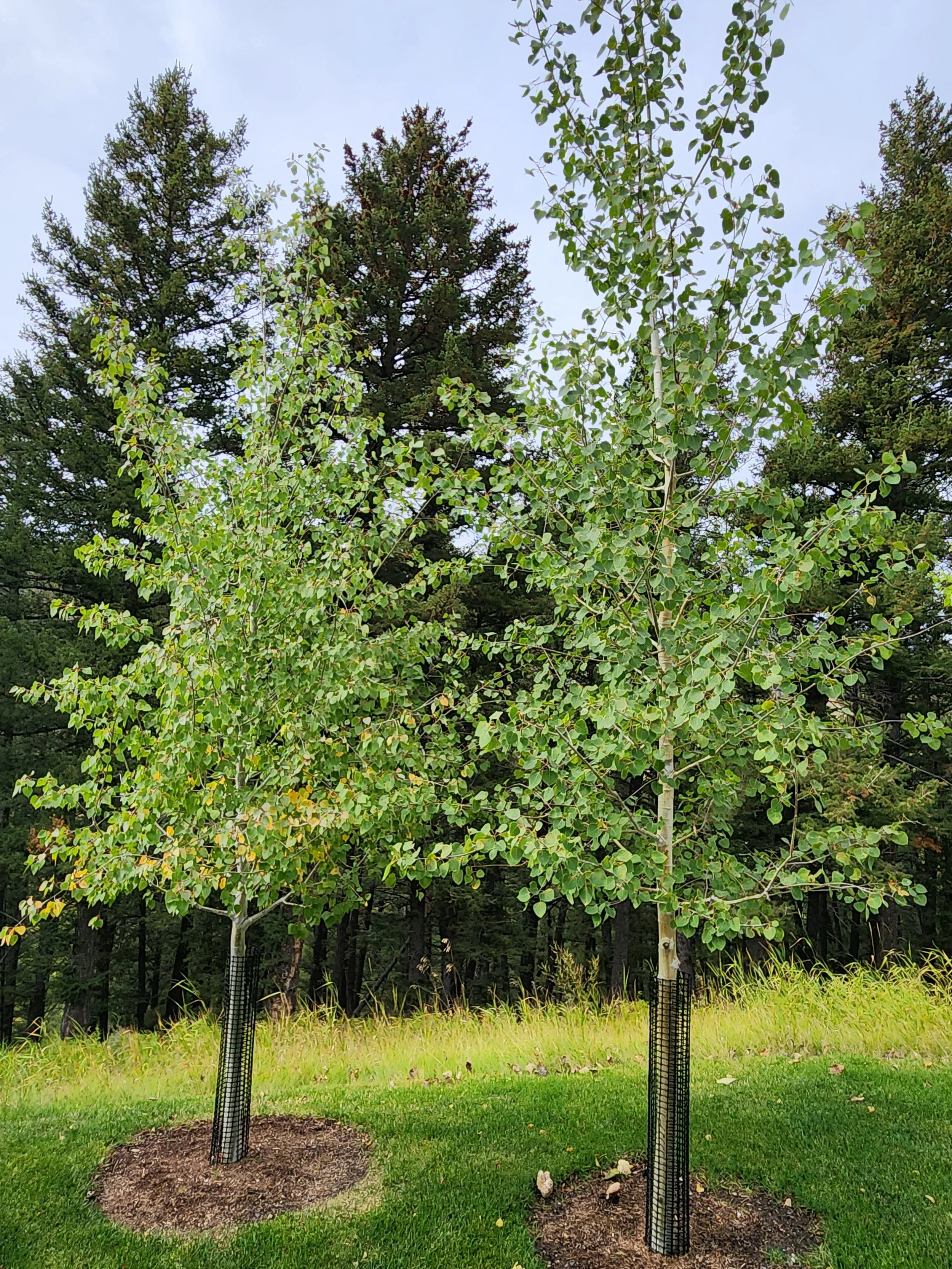 Aspen in landscape - 2 inch
