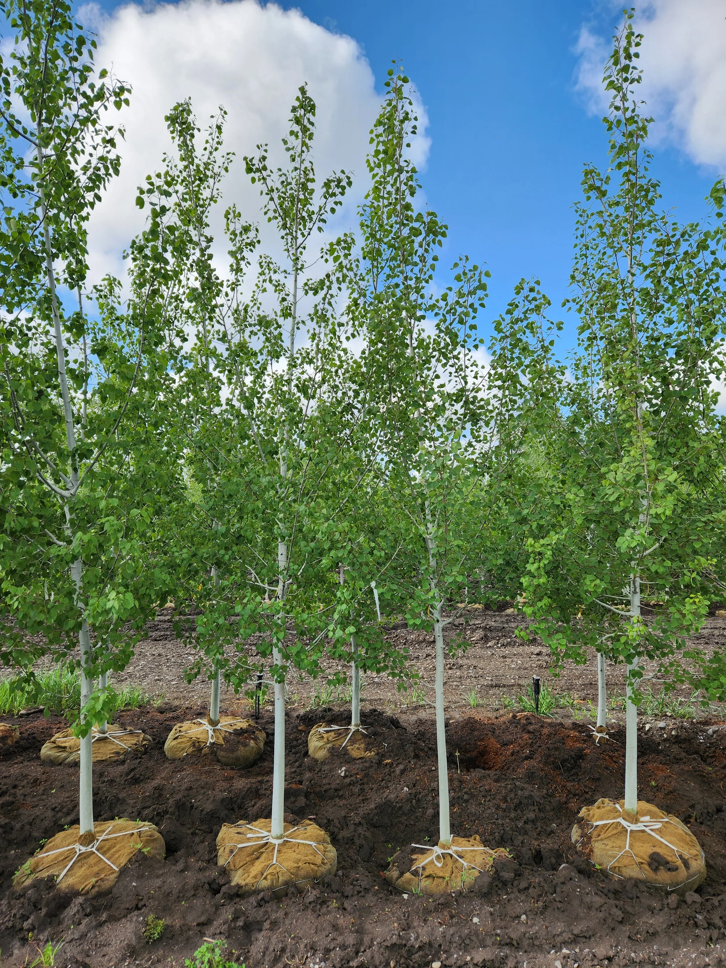 Aspen - 9' Multi-stem