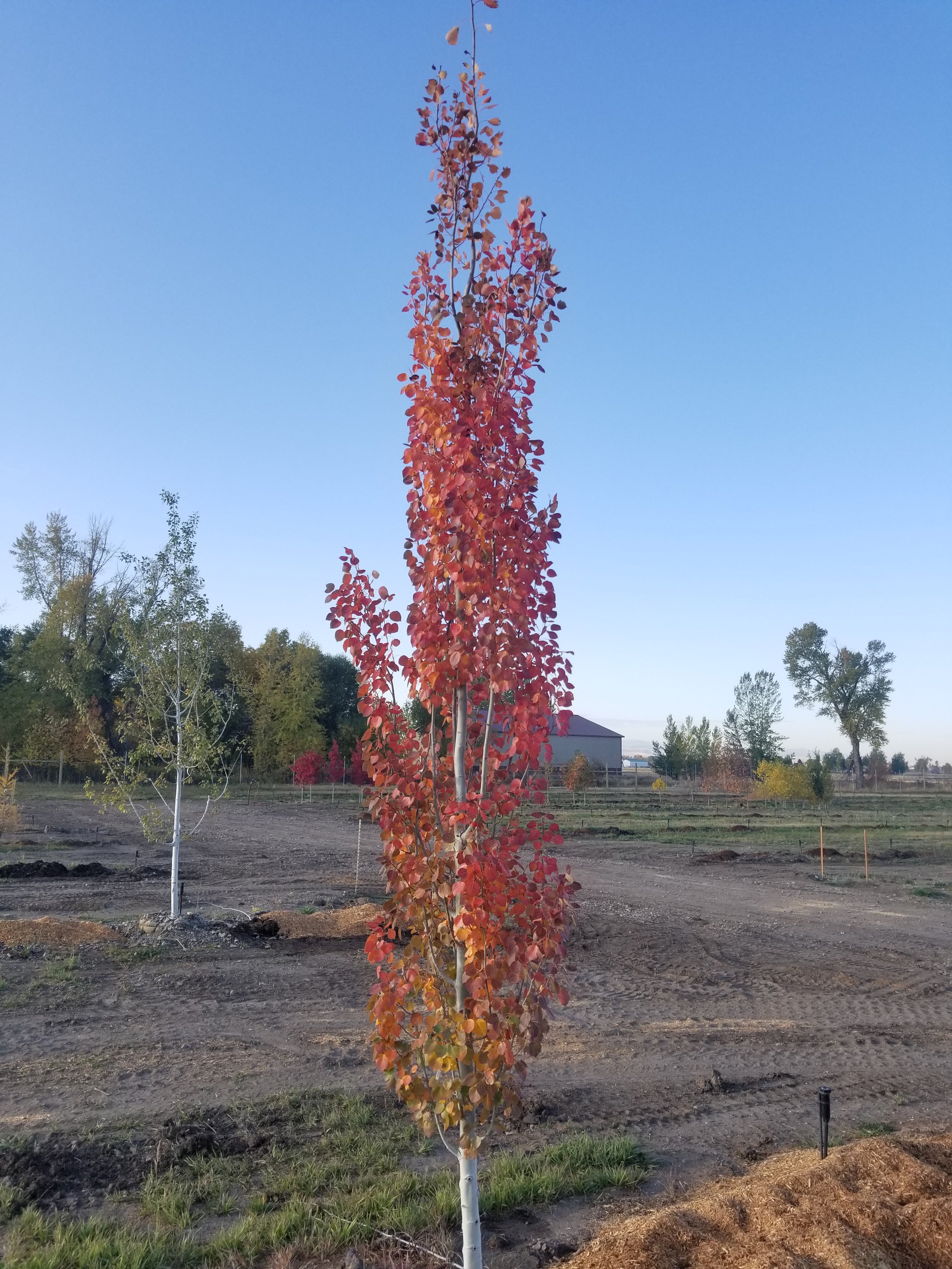 Forest Silver Aspen - fall color