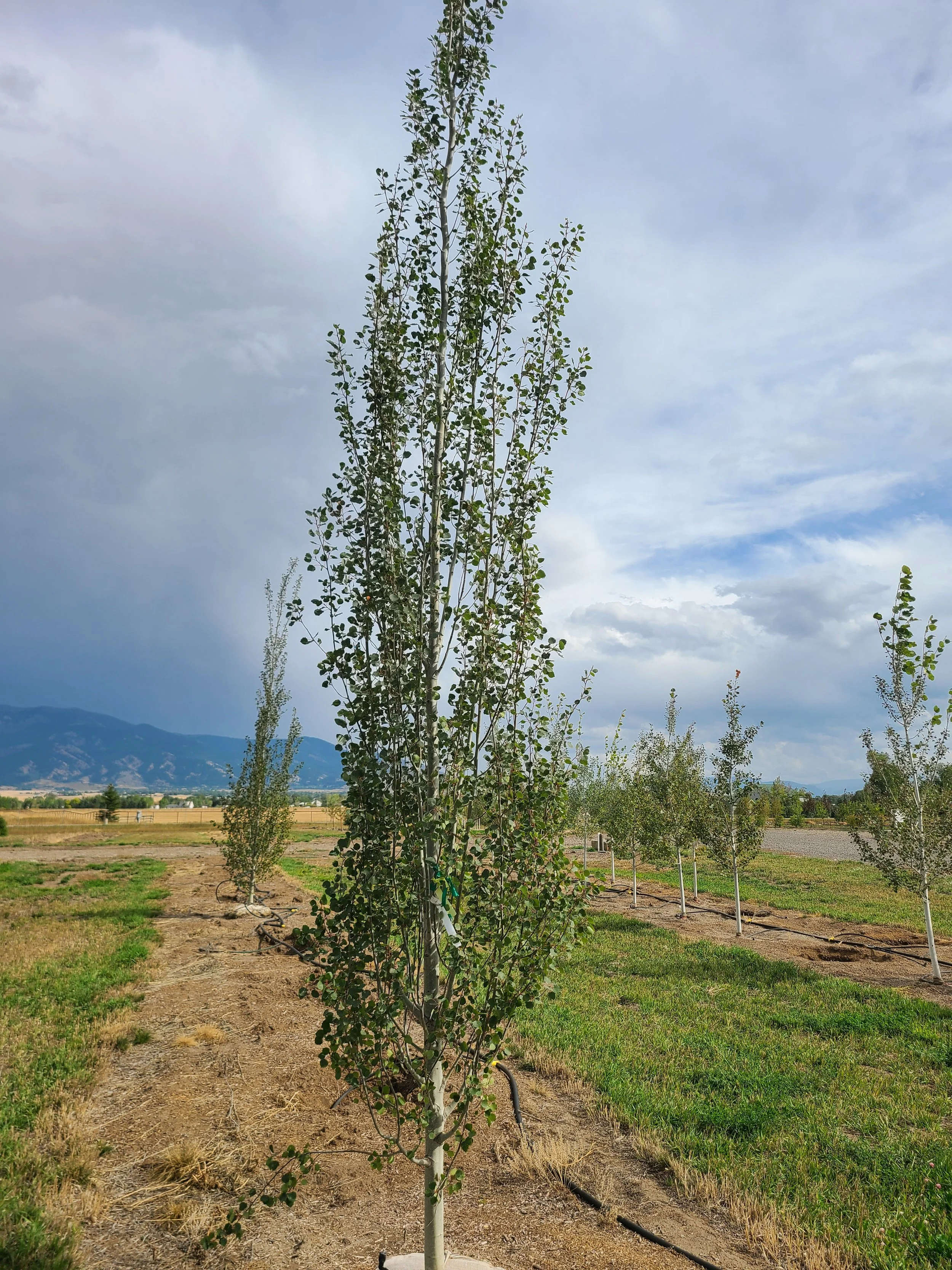 Swedish Columnar Aspen