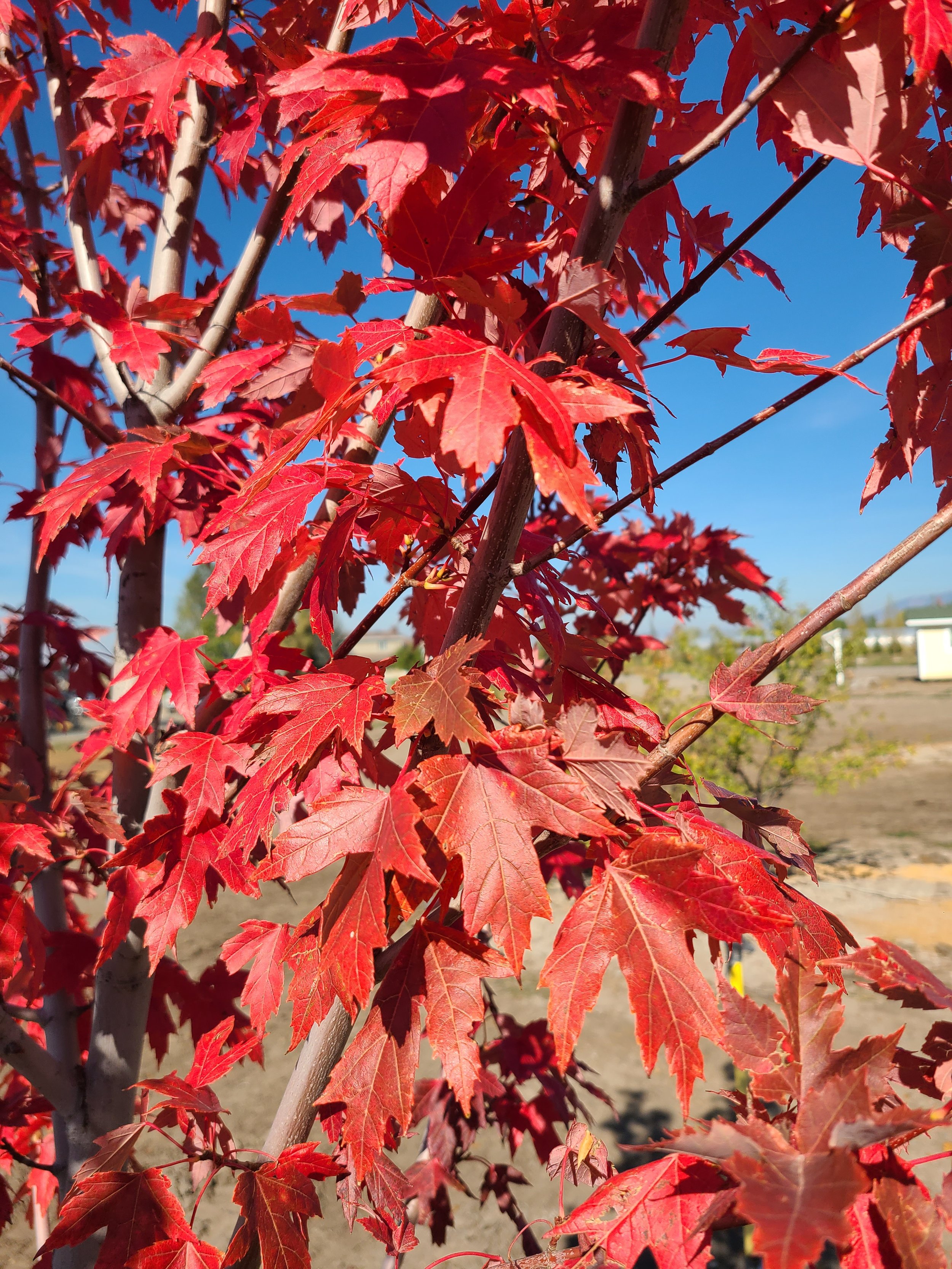 Celebration Maple - Fall Color