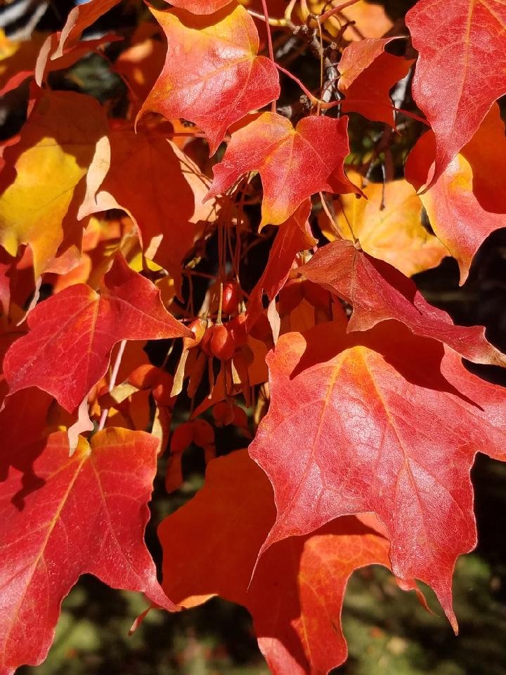 Ruby Fire Maple - fall color