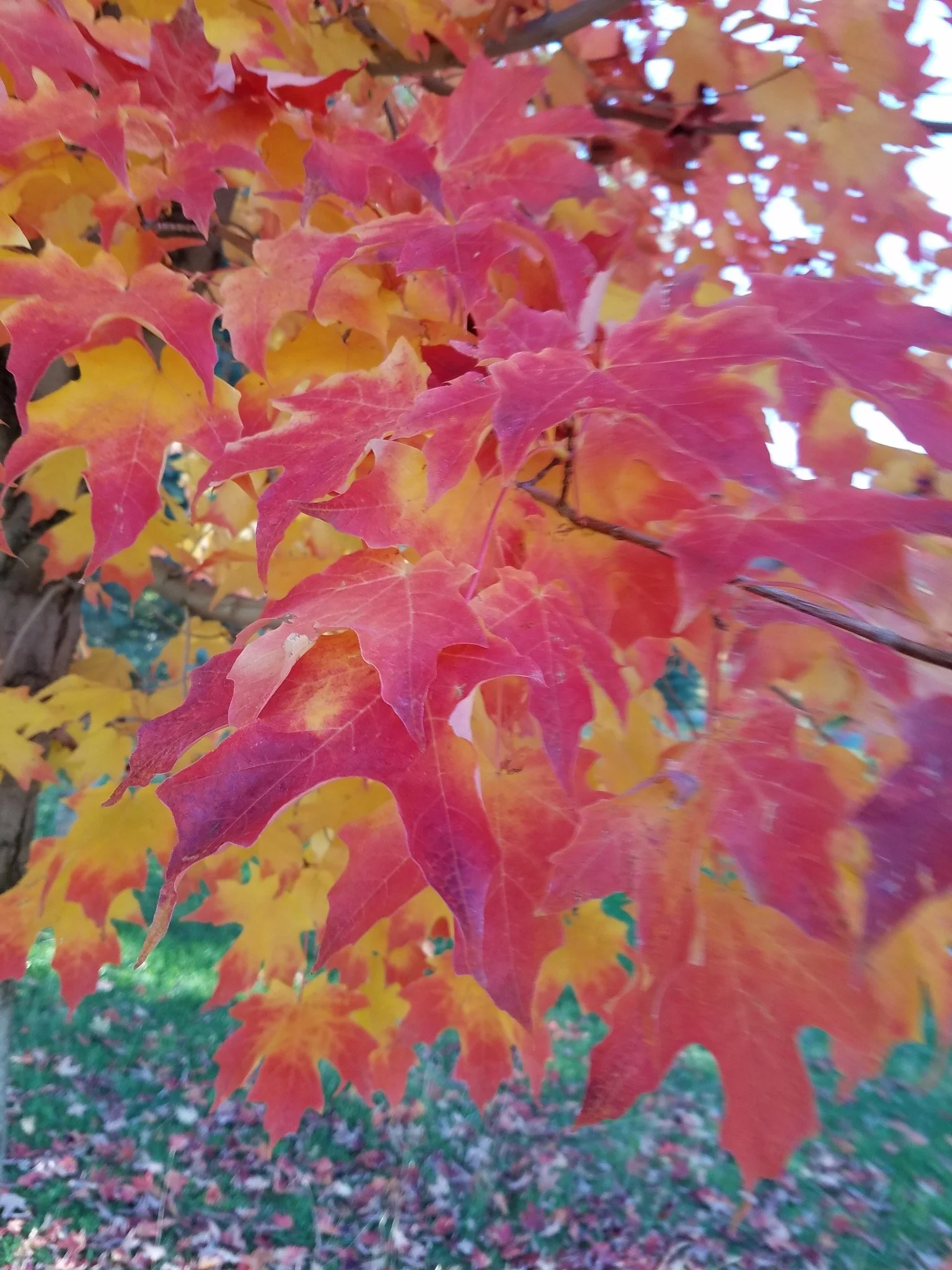 Ruby Fire Maple - fall color