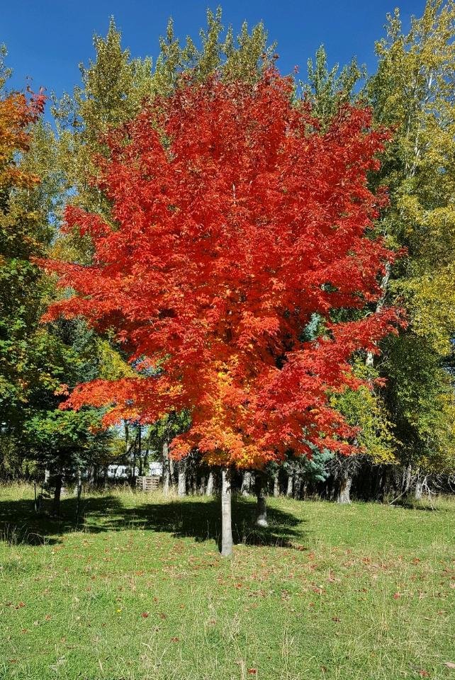 Ruby Fire Maple