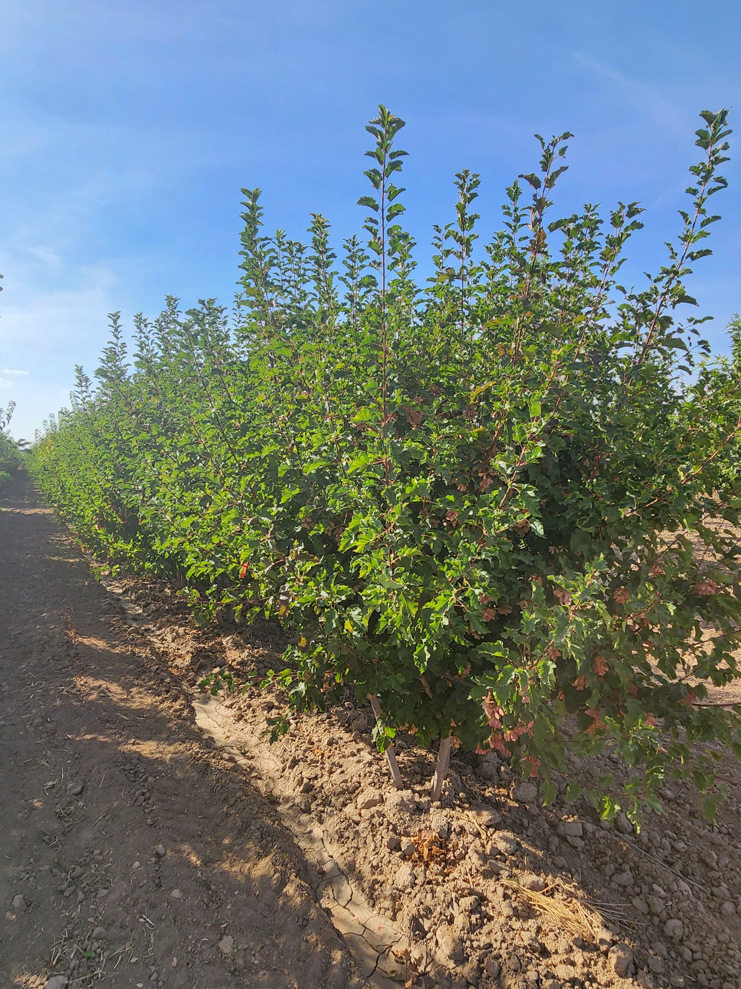 Hot Wings Tatarian Maple