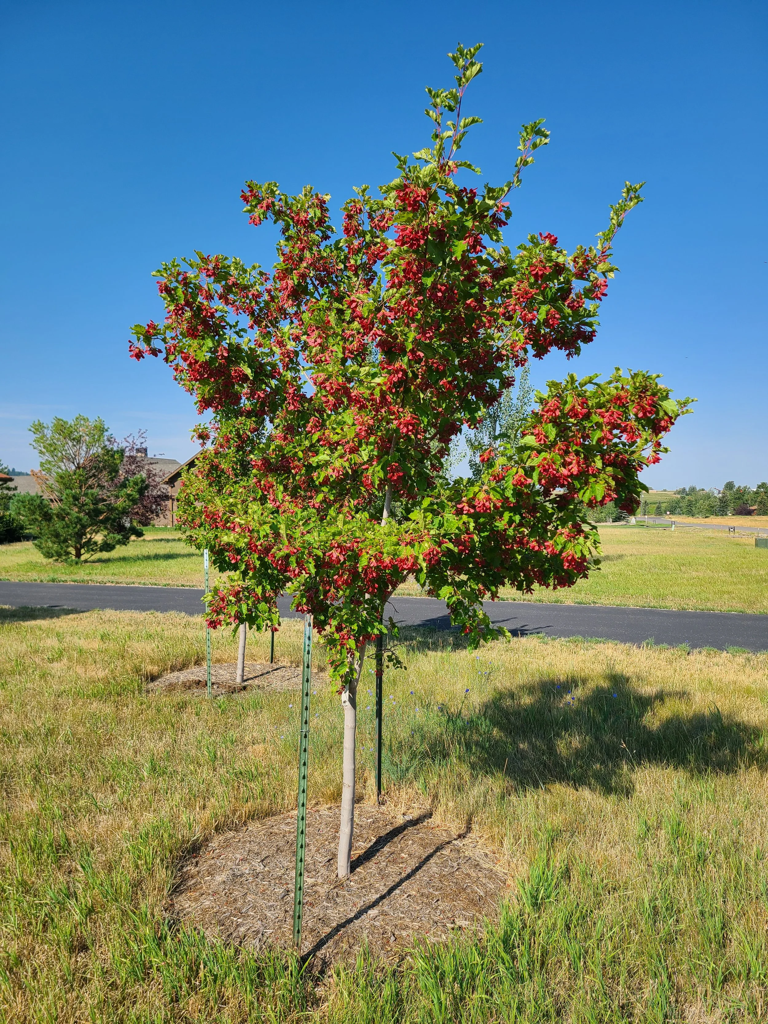 Hot Wings Tatarian Maple