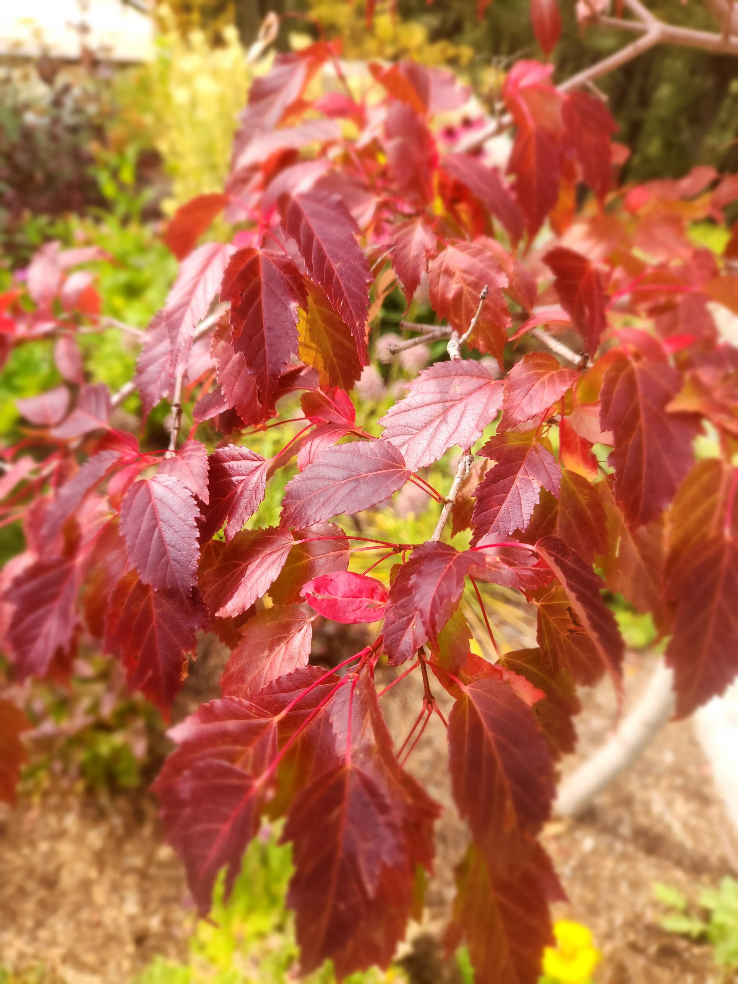 Hot Wings Tatarian Maple - Fall