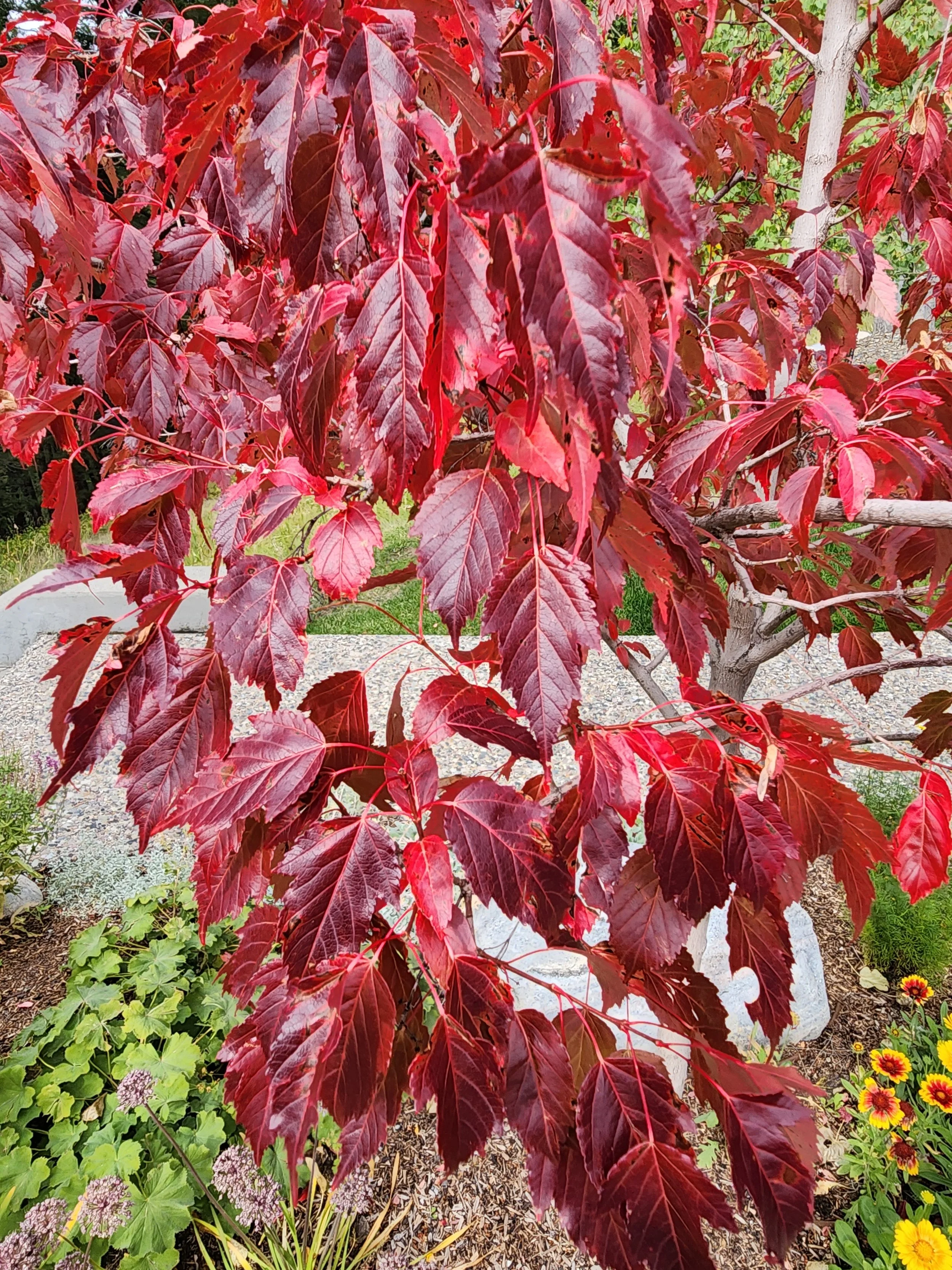 Hot Wings Tatarian Maple - Fall