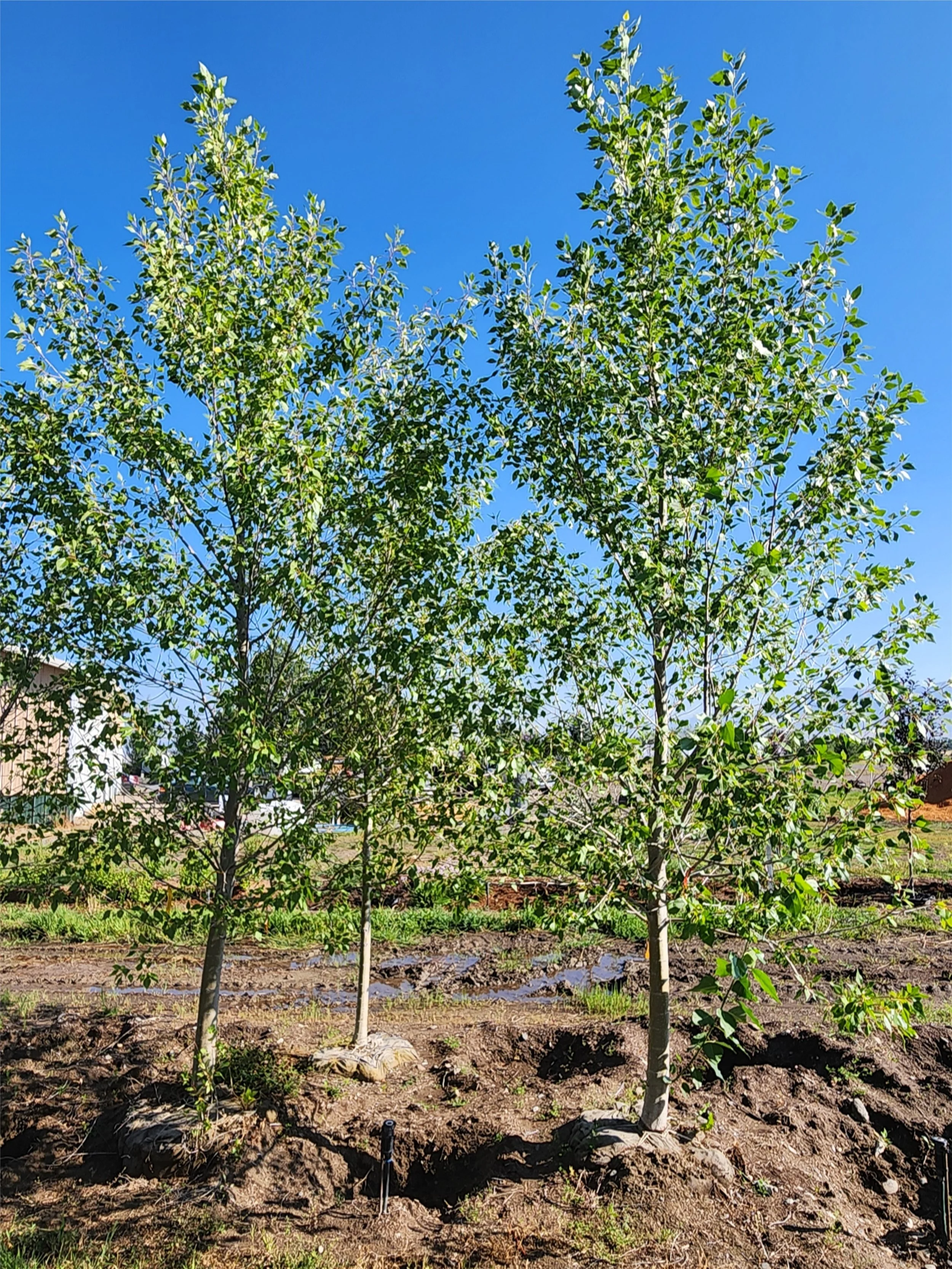 Lanceleaf Cottonwood - 3 inch