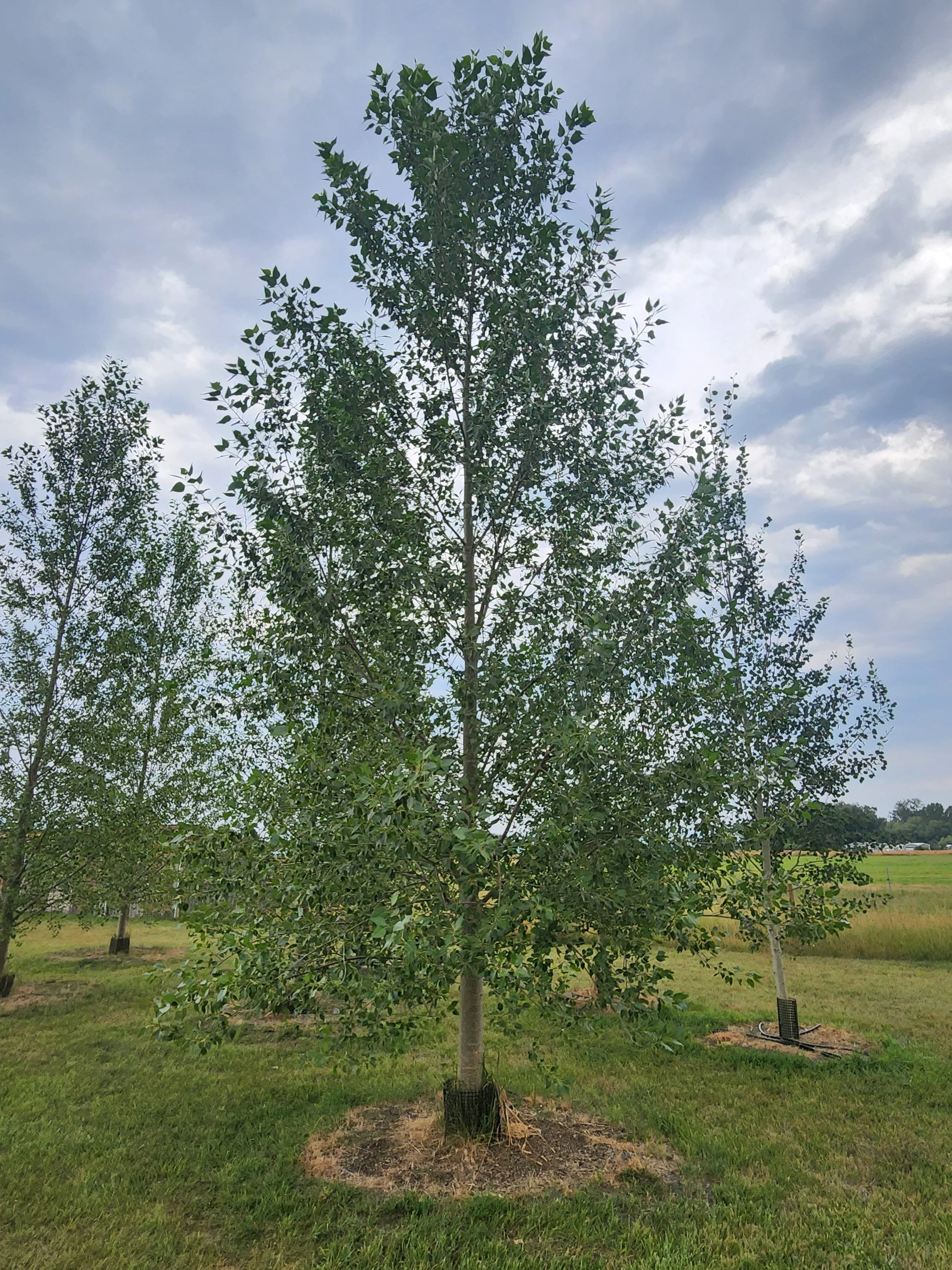 Lanceleaf Cottonwood