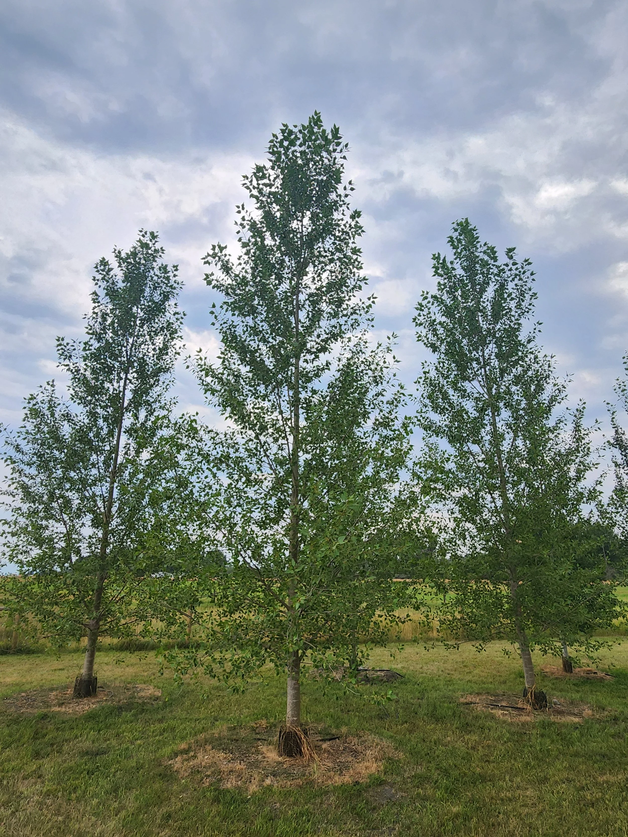 Lanceleaf Cottonwood