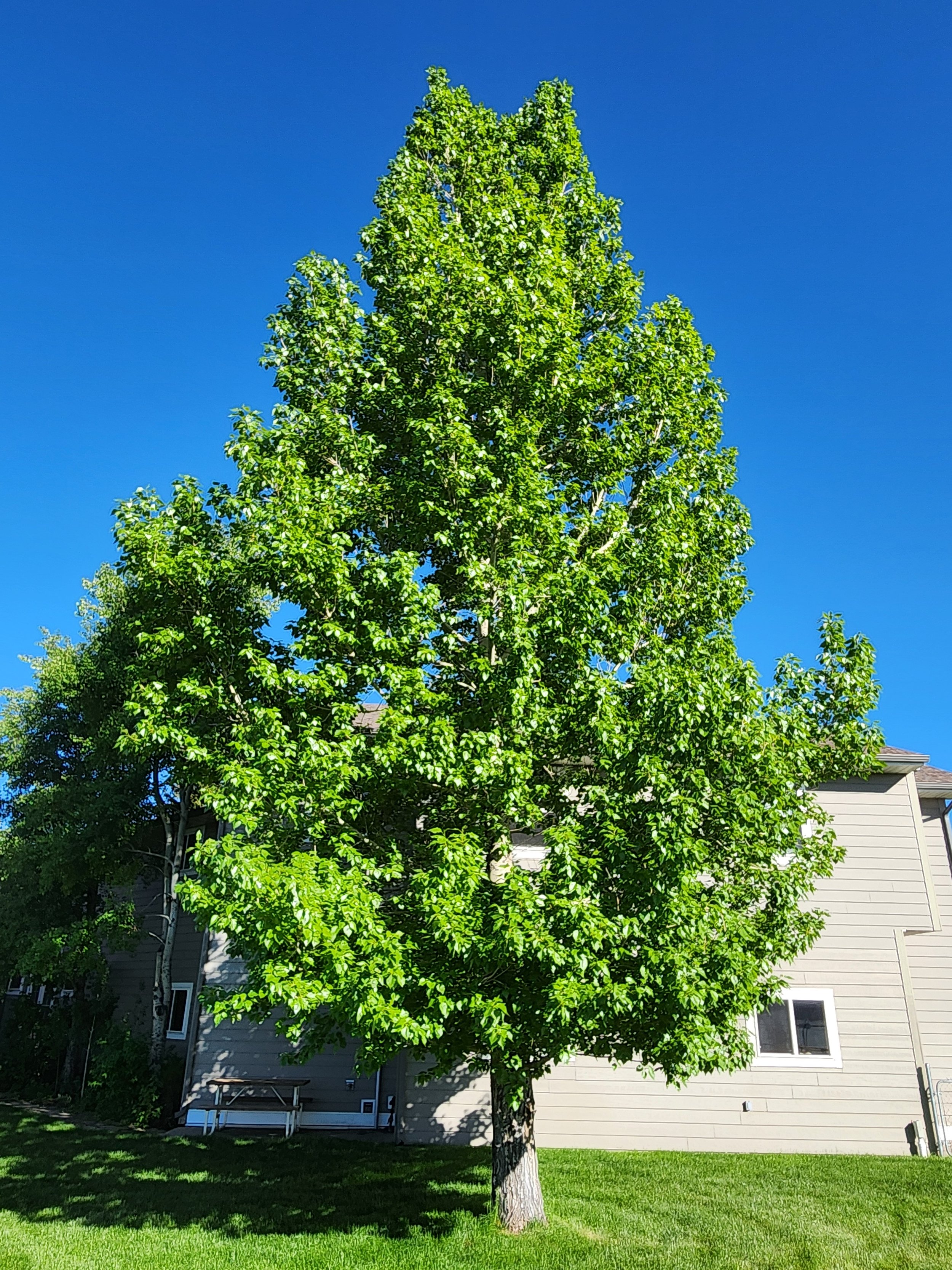 Lanceleaf Poplar - Mature